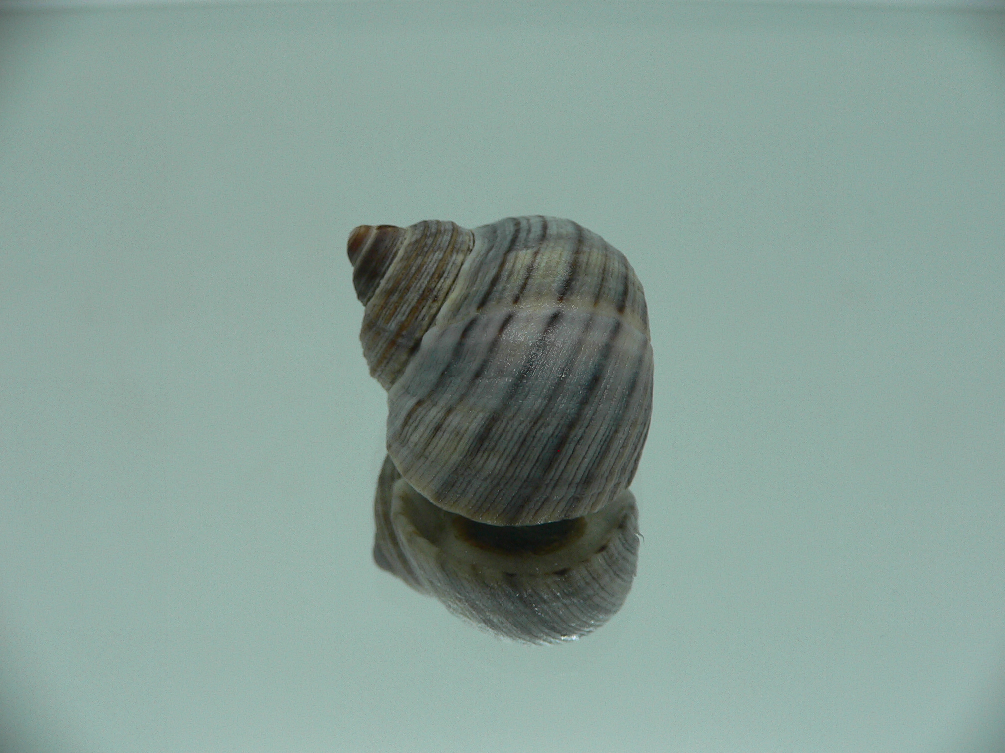 Littorina squalida BIG