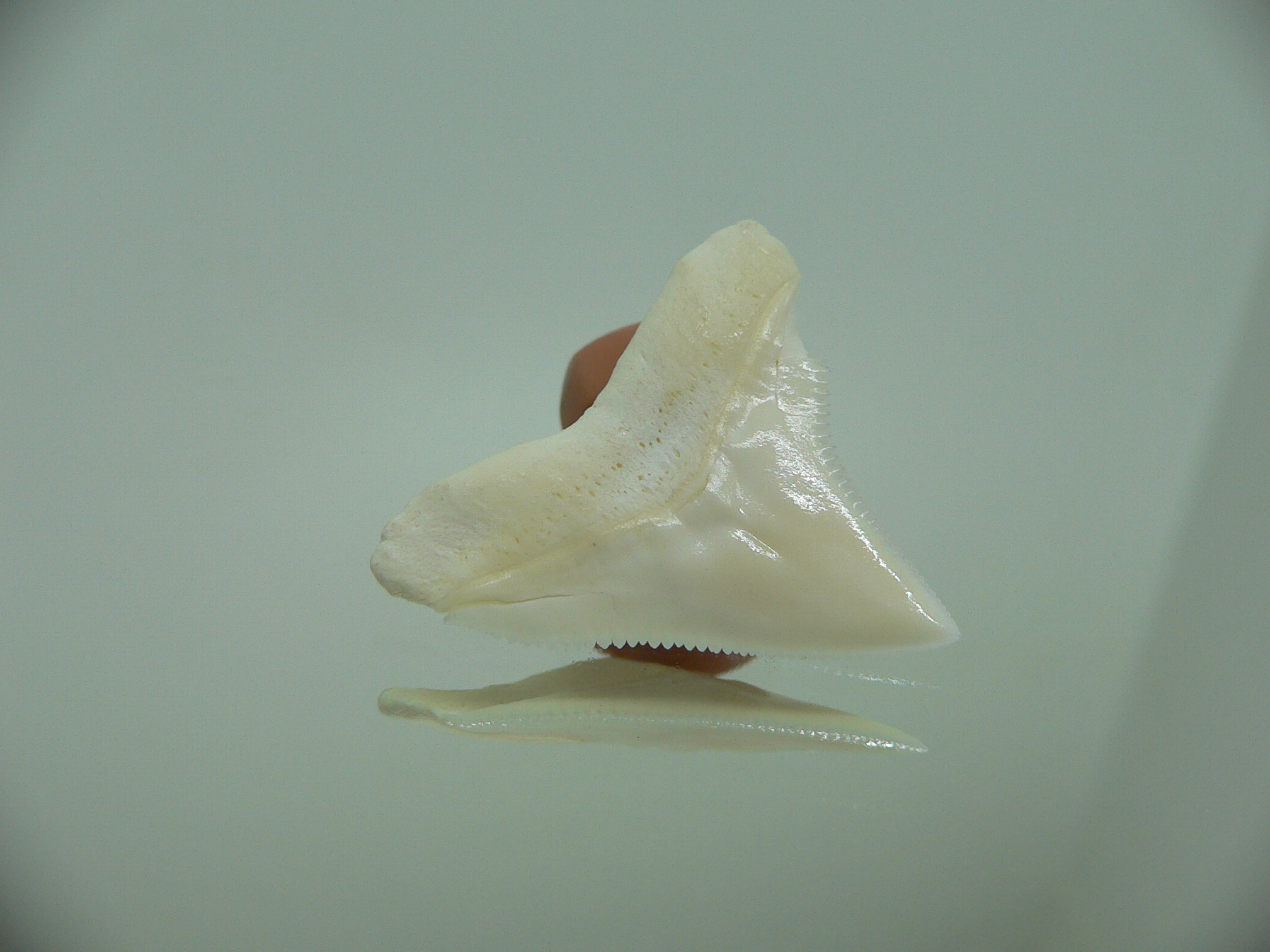 Carcharhinus leucas Зуб БЫЧЬЕЙ акулы 4