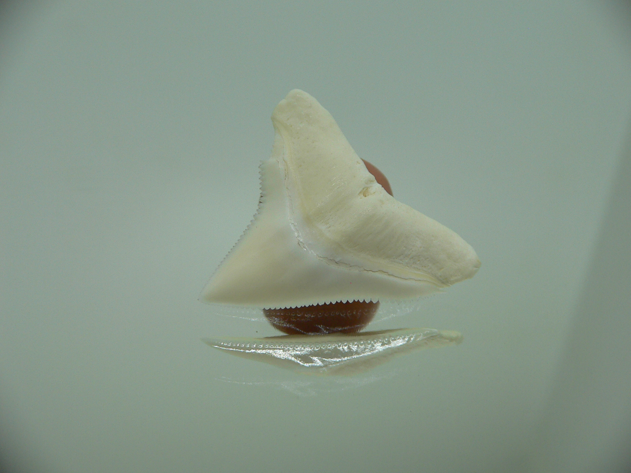 Carcharhinus leucas Зуб БЫЧЬЕЙ акулы 4