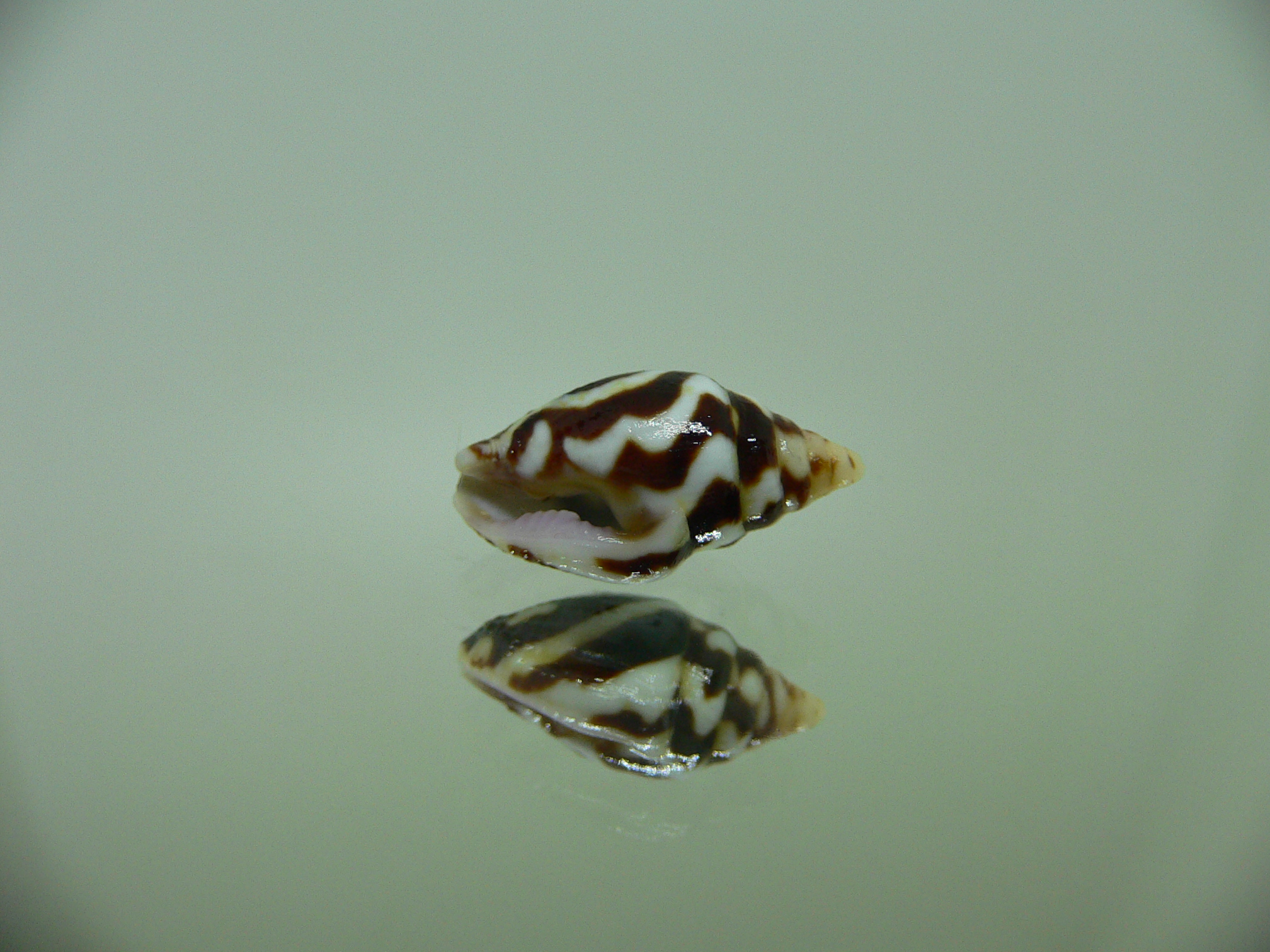 Pictocolumbella ocellata 1