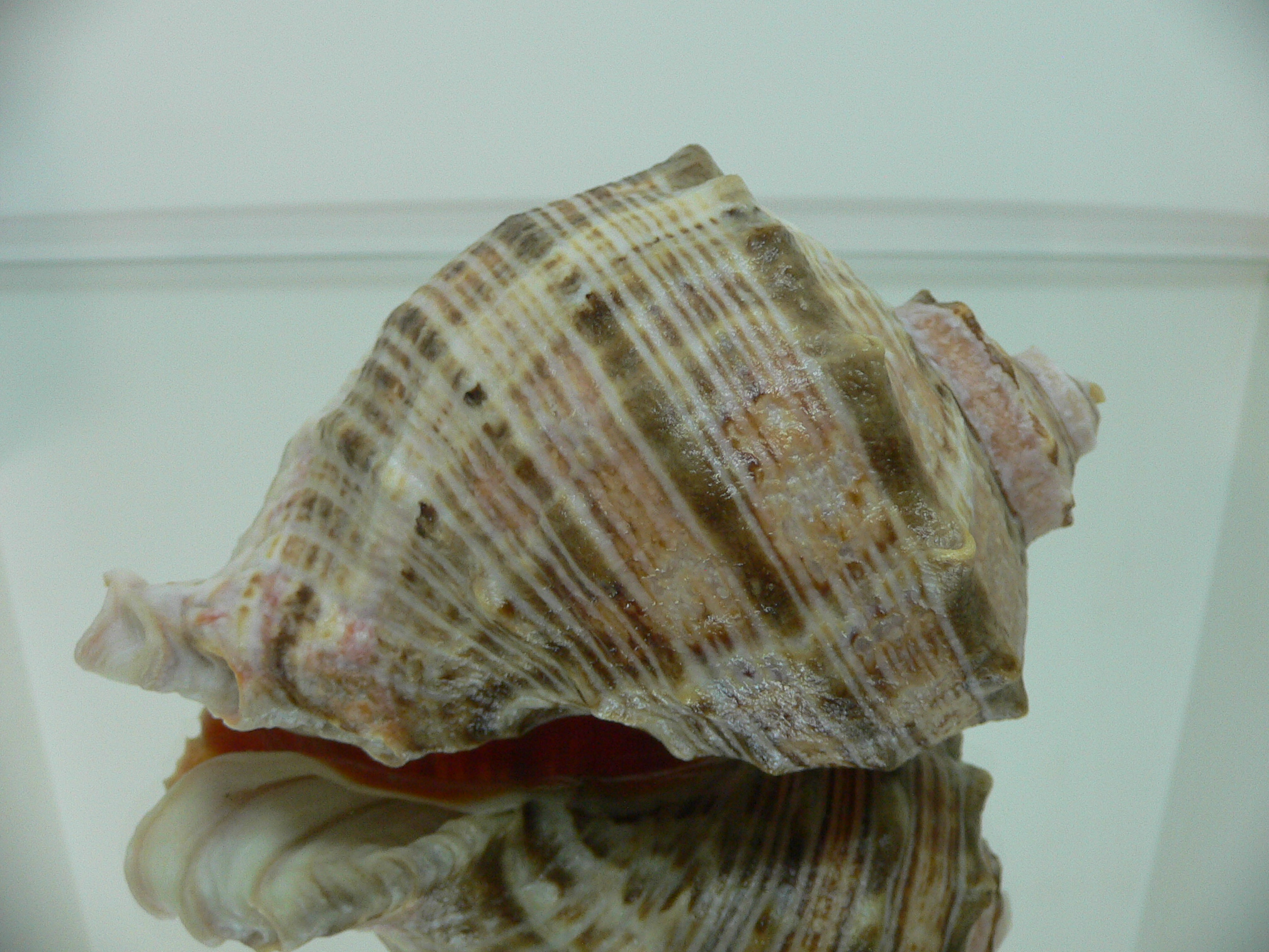 Rapana venosa WIDE & PINK
