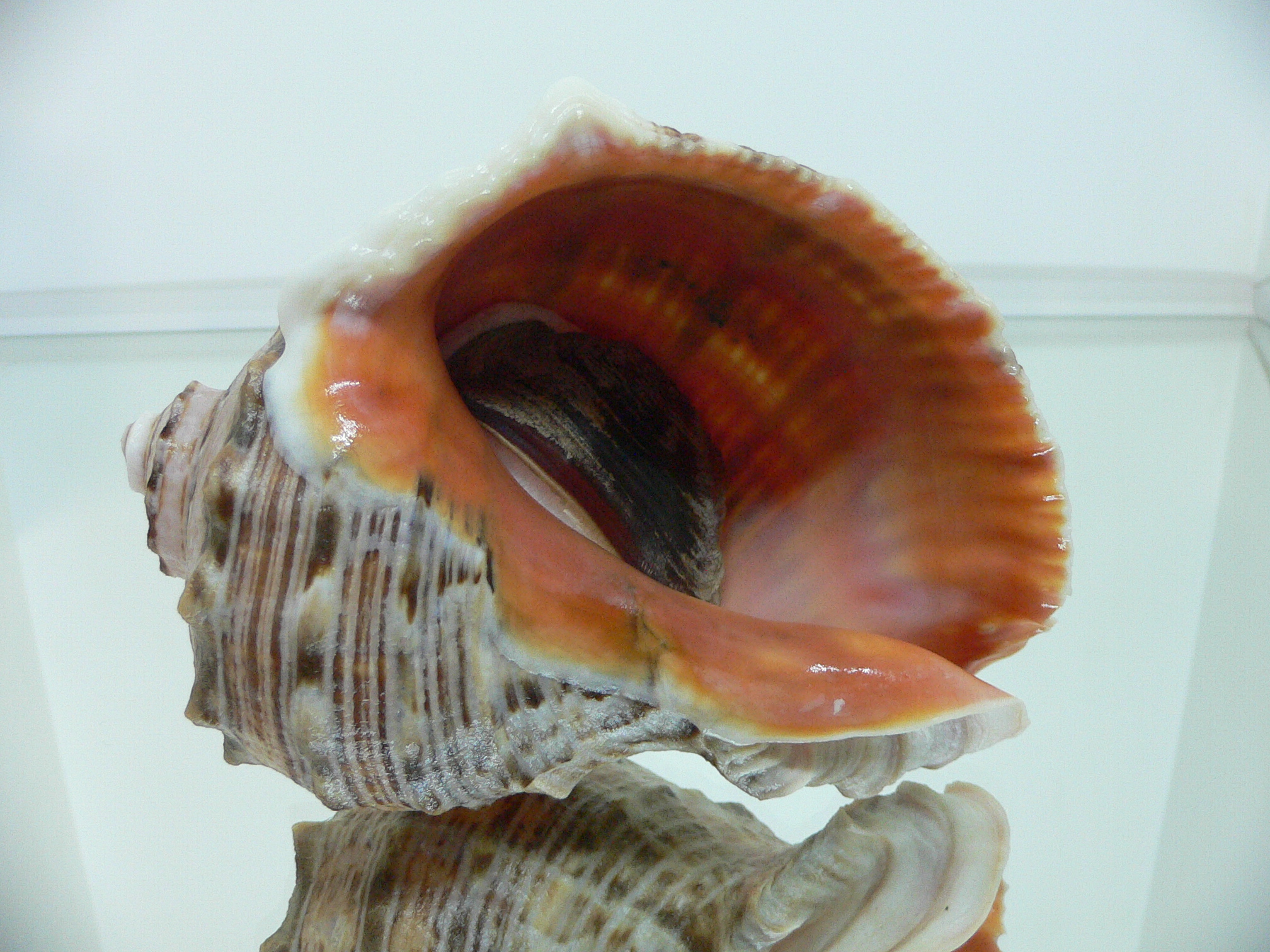 Rapana venosa WIDE & PINK
