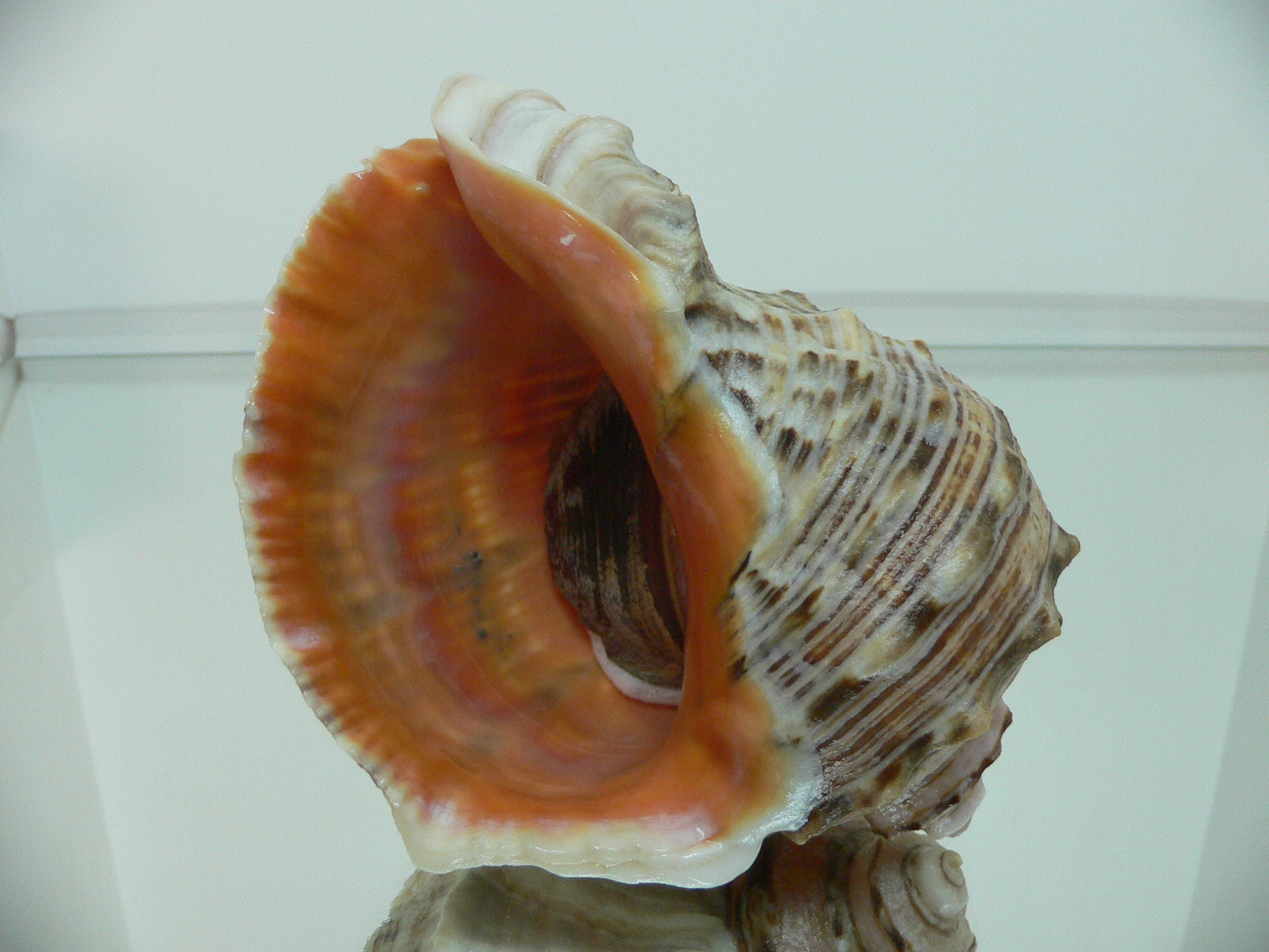 Rapana venosa WIDE & PINK