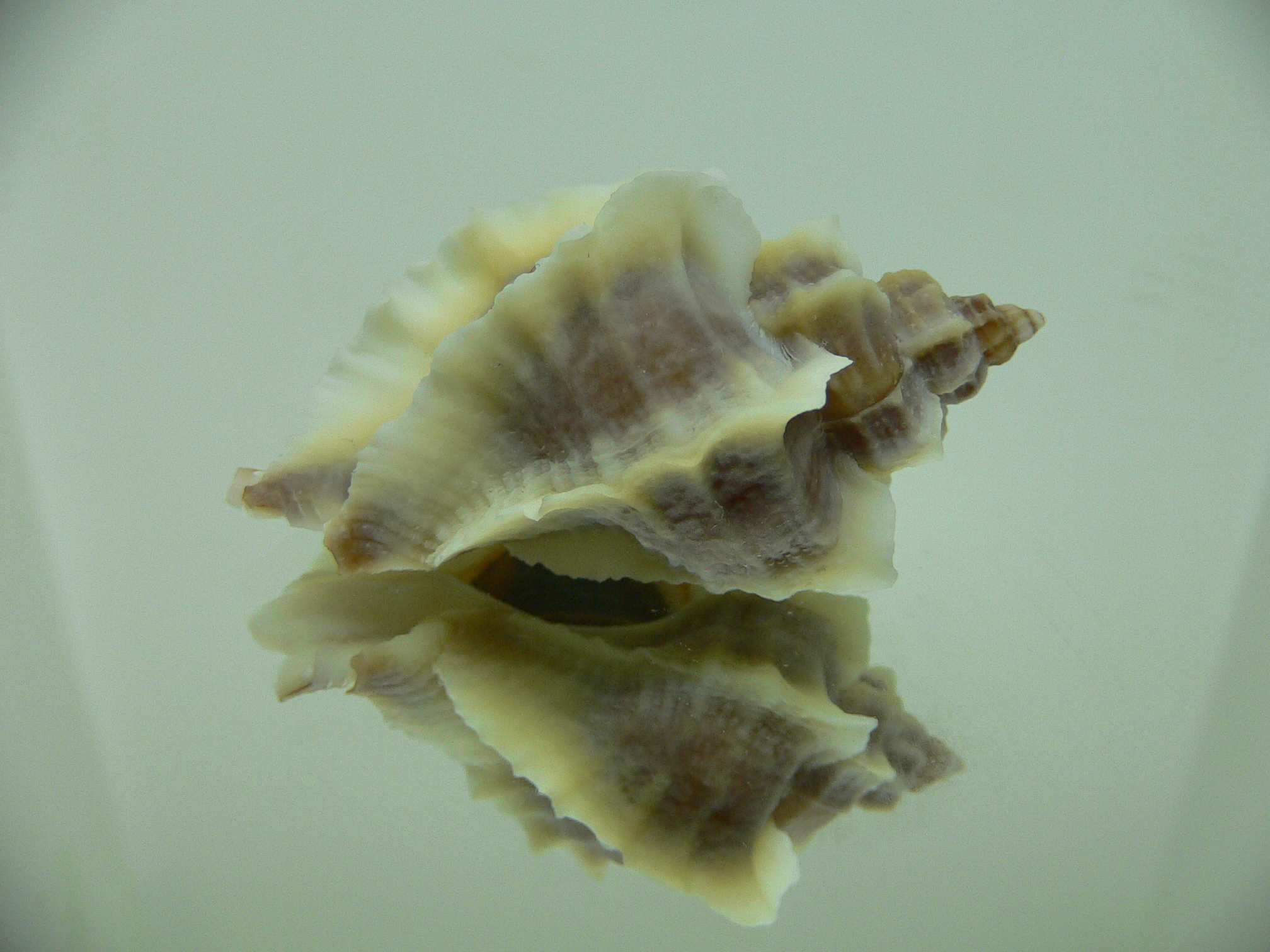 Ocenebra inornata SOUTHERN FORM COLOR