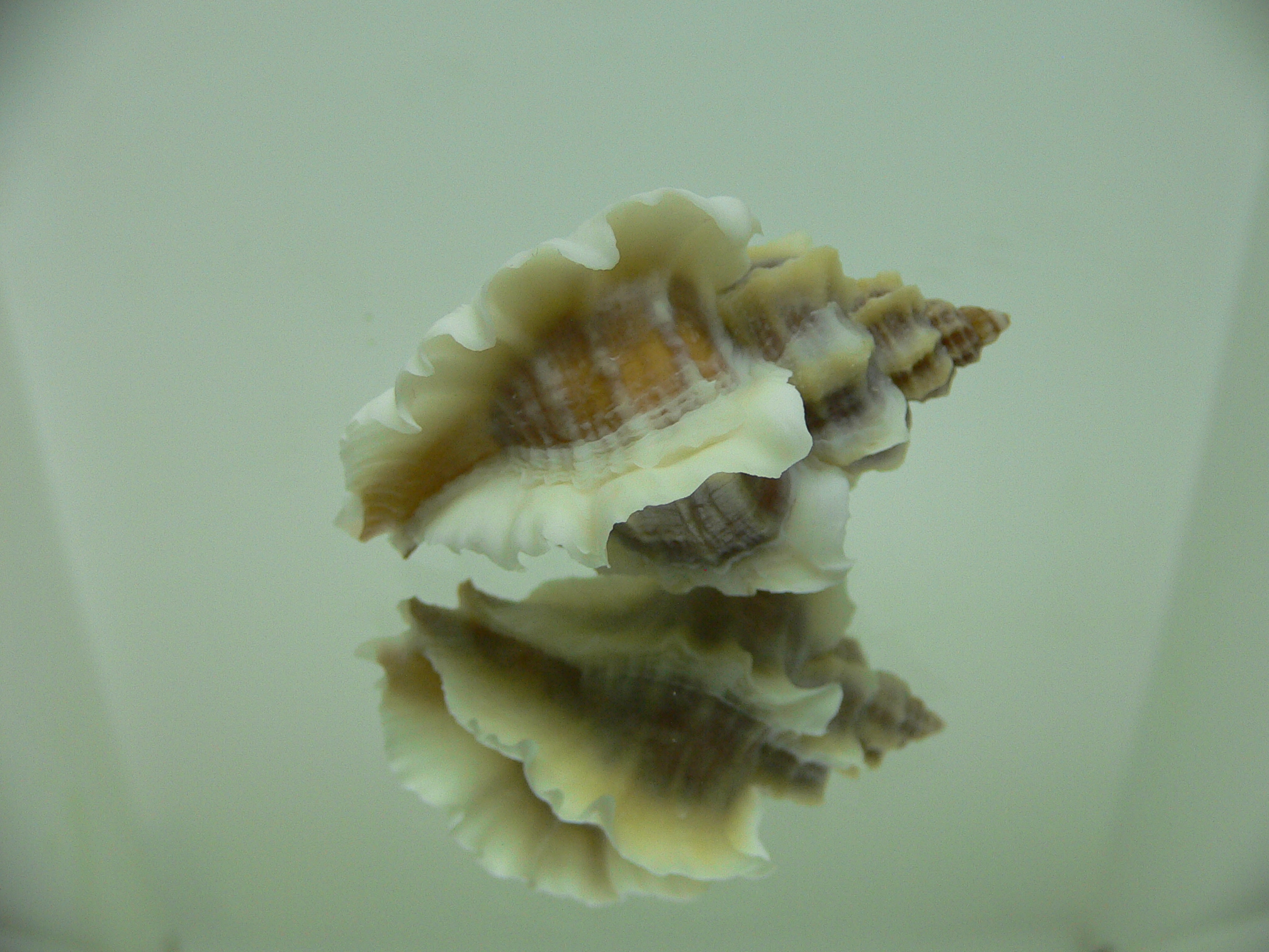 Ocenebra inornata SOUTHERN FORM COLOR
