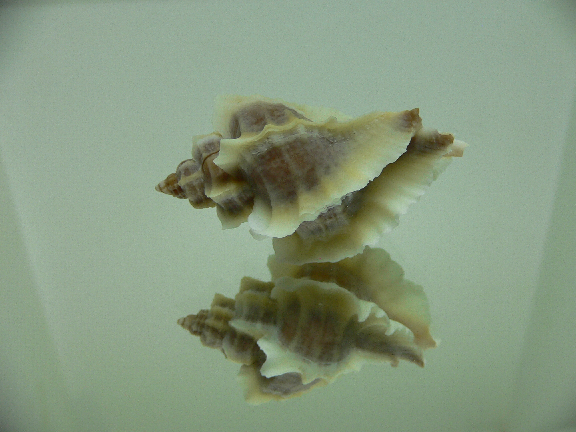Ocenebra inornata SOUTHERN FORM COLOR