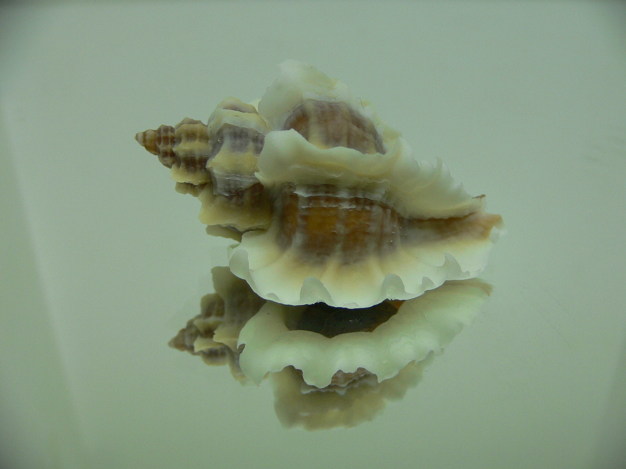 Ocenebra inornata SOUTHERN FORM COLOR