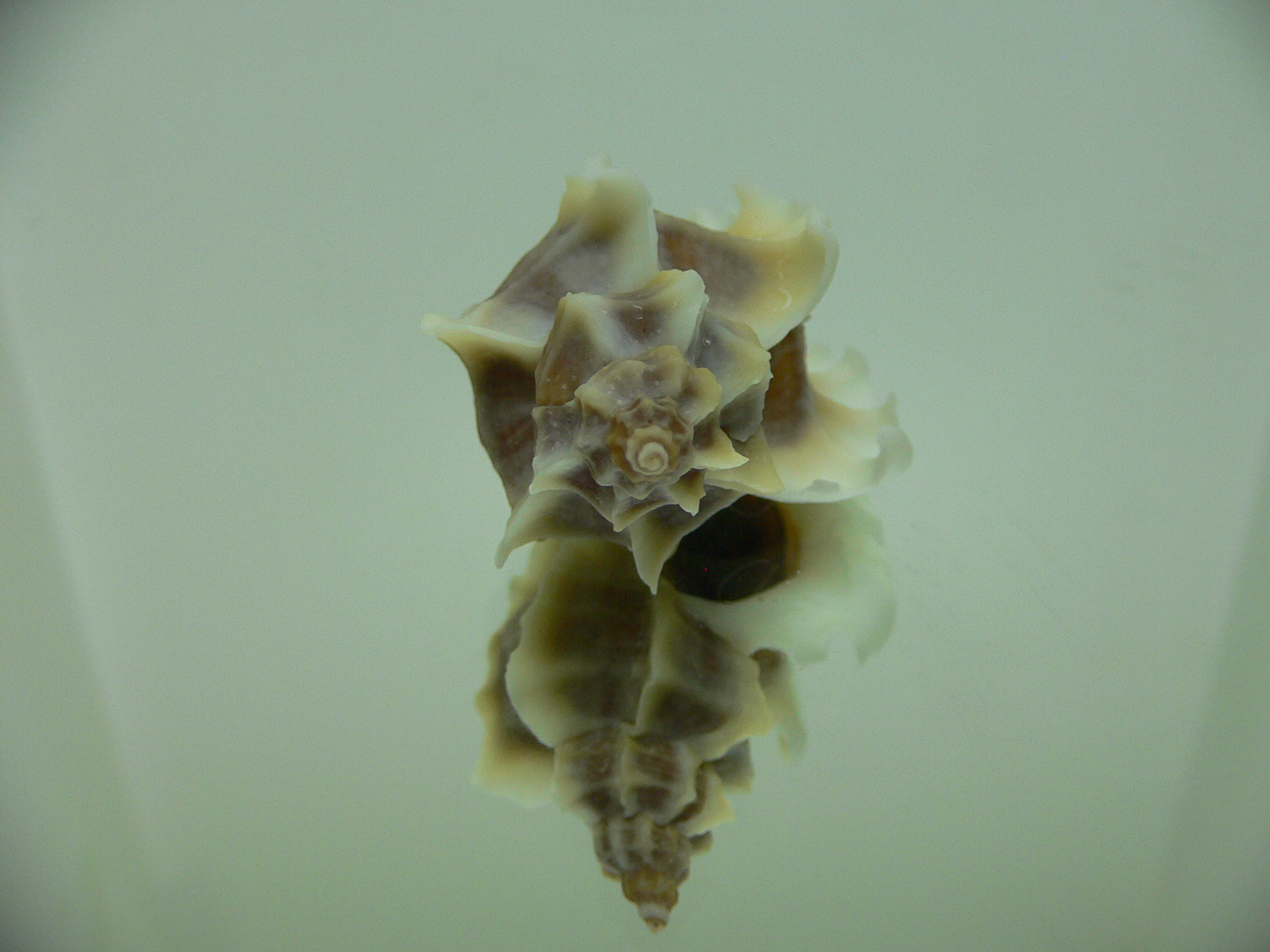 Ocenebra inornata SOUTHERN FORM COLOR