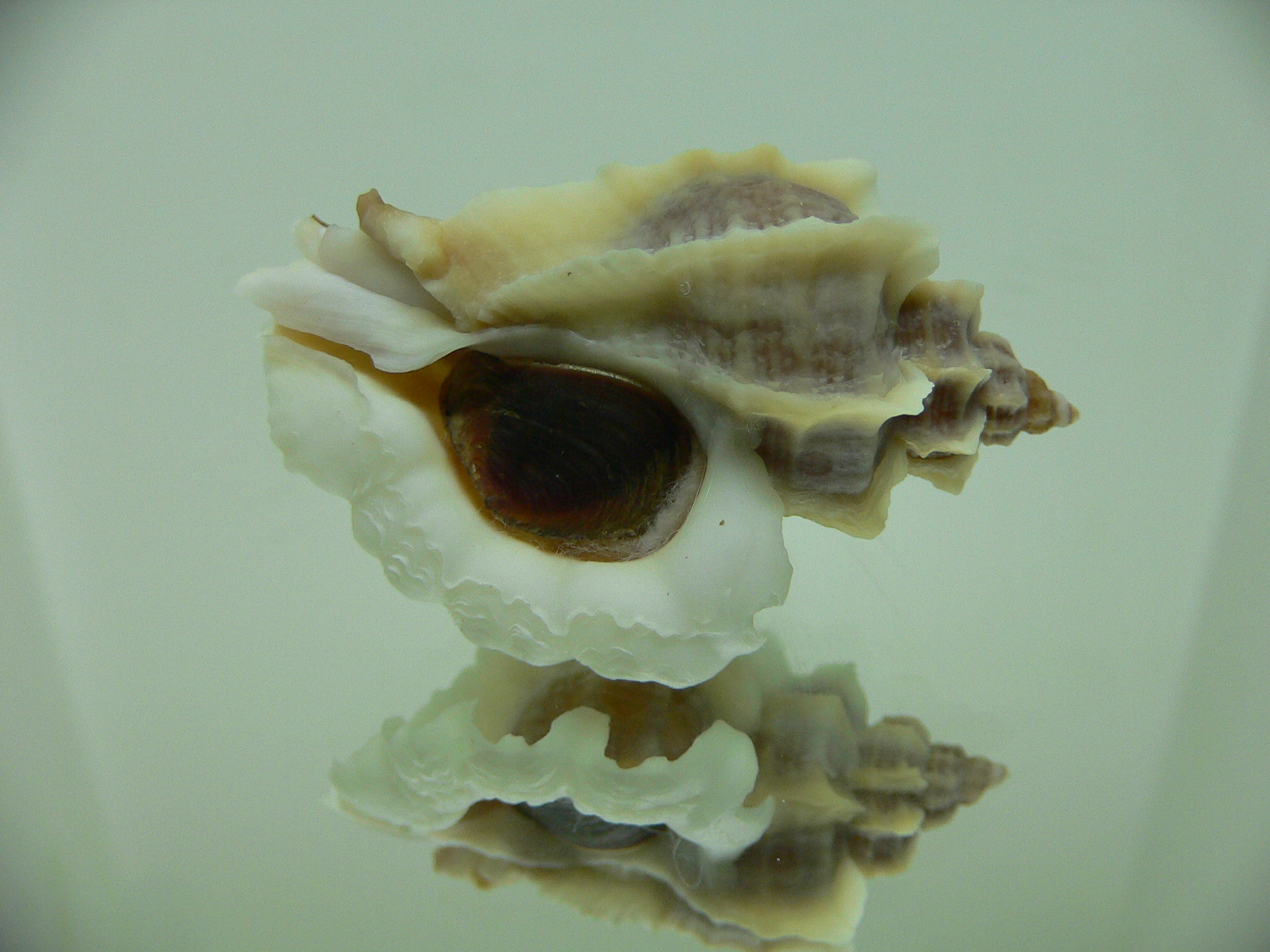 Ocenebra inornata SOUTHERN FORM COLOR