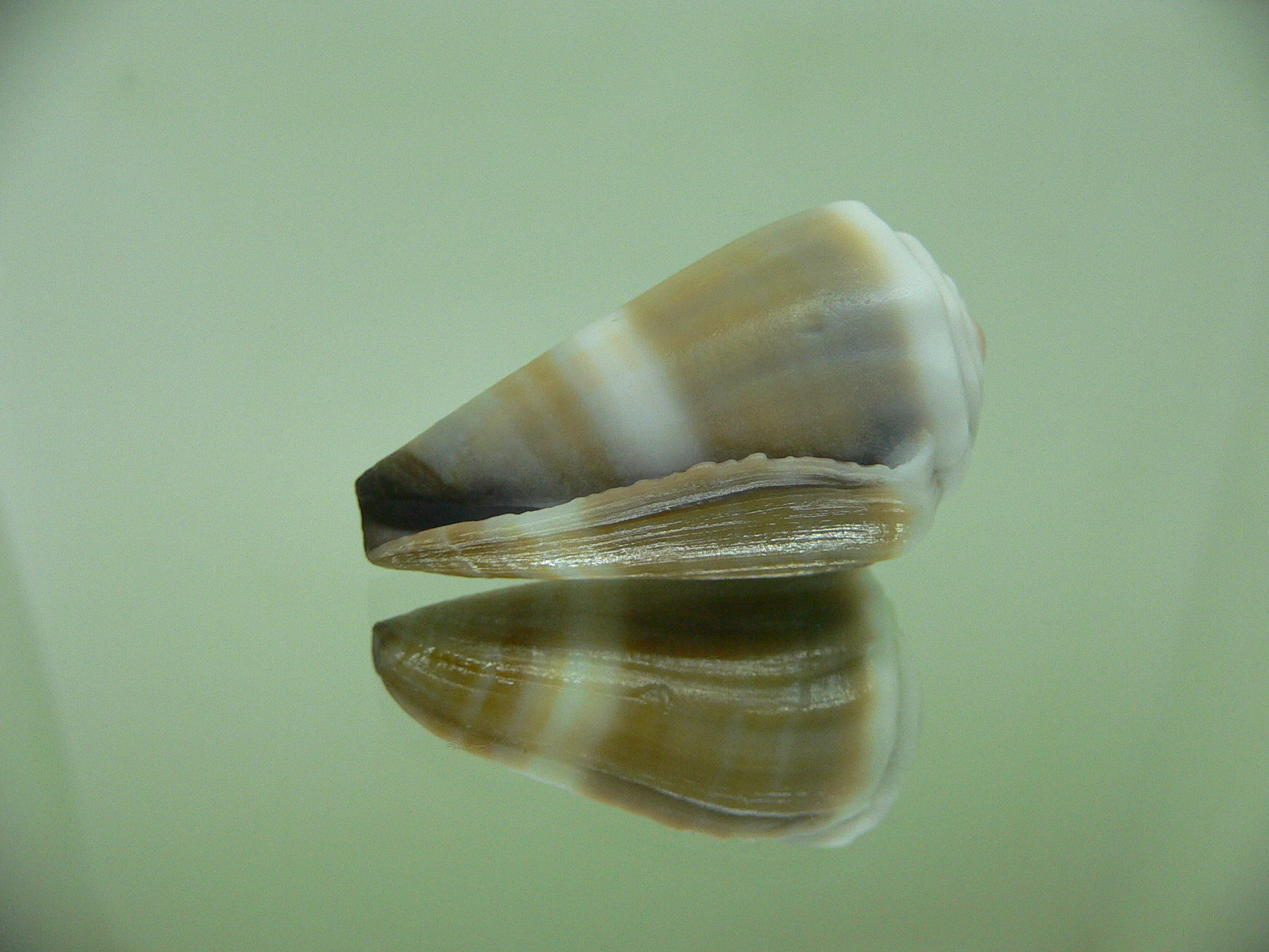 Conus lividus UNUSUAL