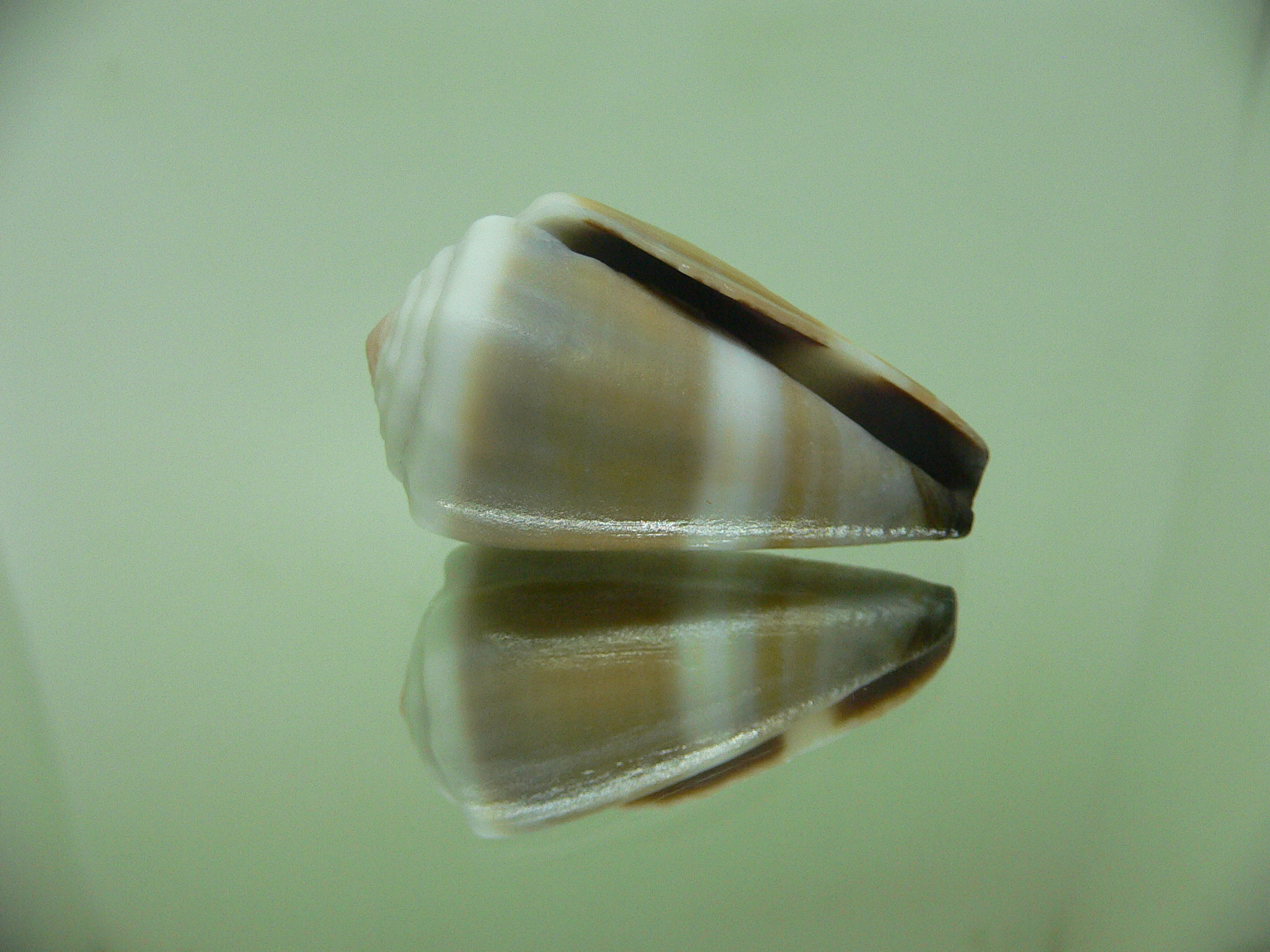 Conus lividus UNUSUAL