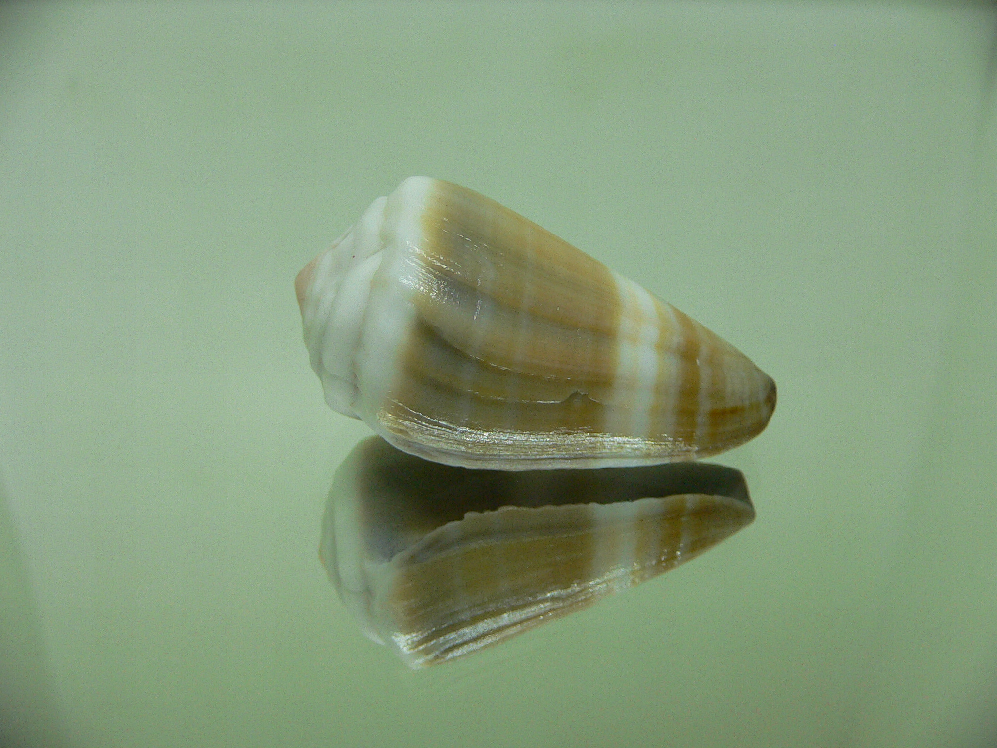 Conus lividus UNUSUAL