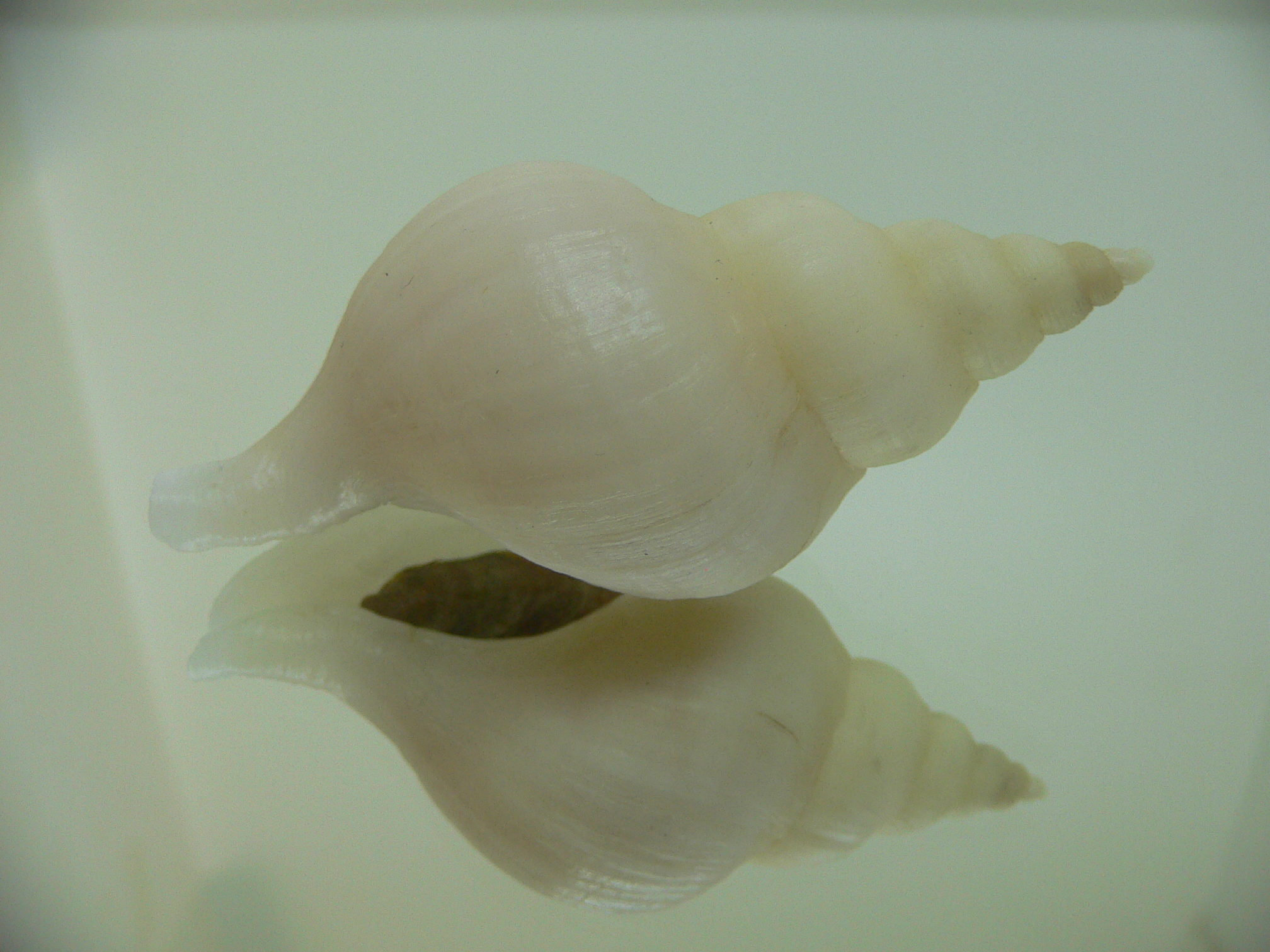 Neptunea cf. ennae