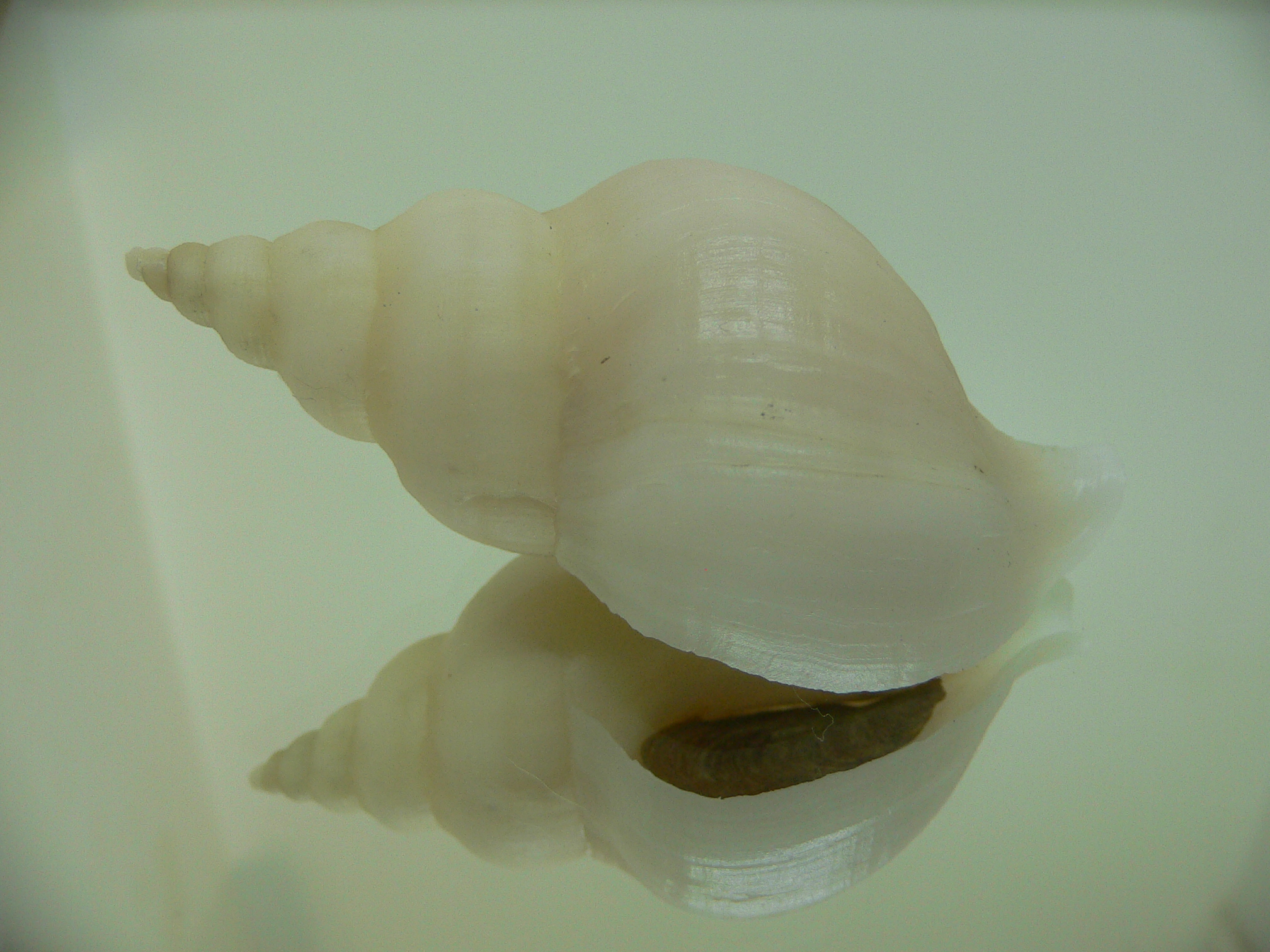 Neptunea cf. ennae