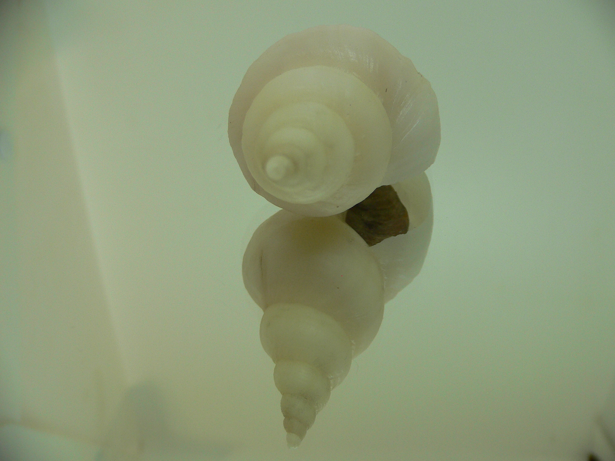 Neptunea cf. ennae