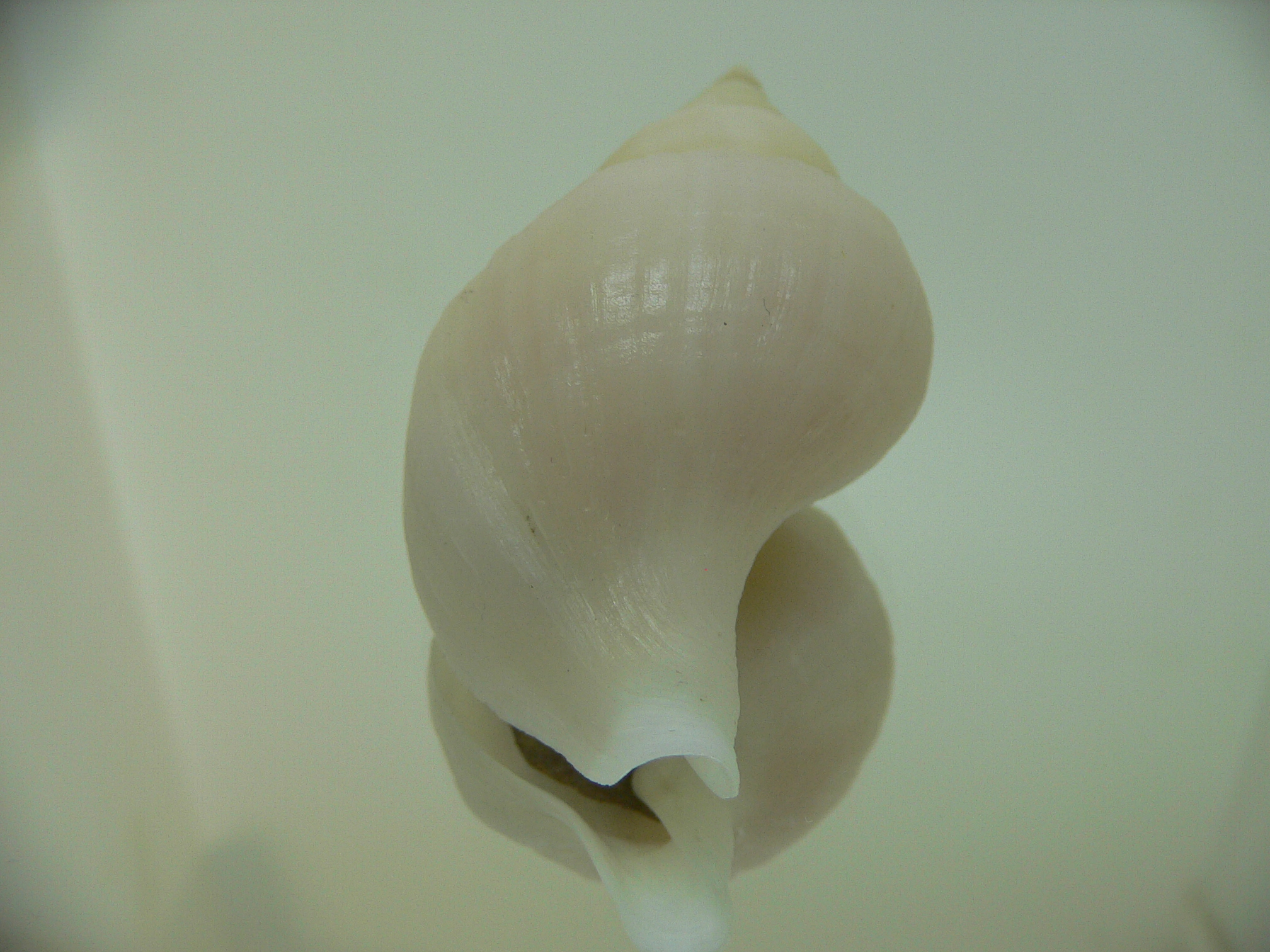 Neptunea cf. ennae