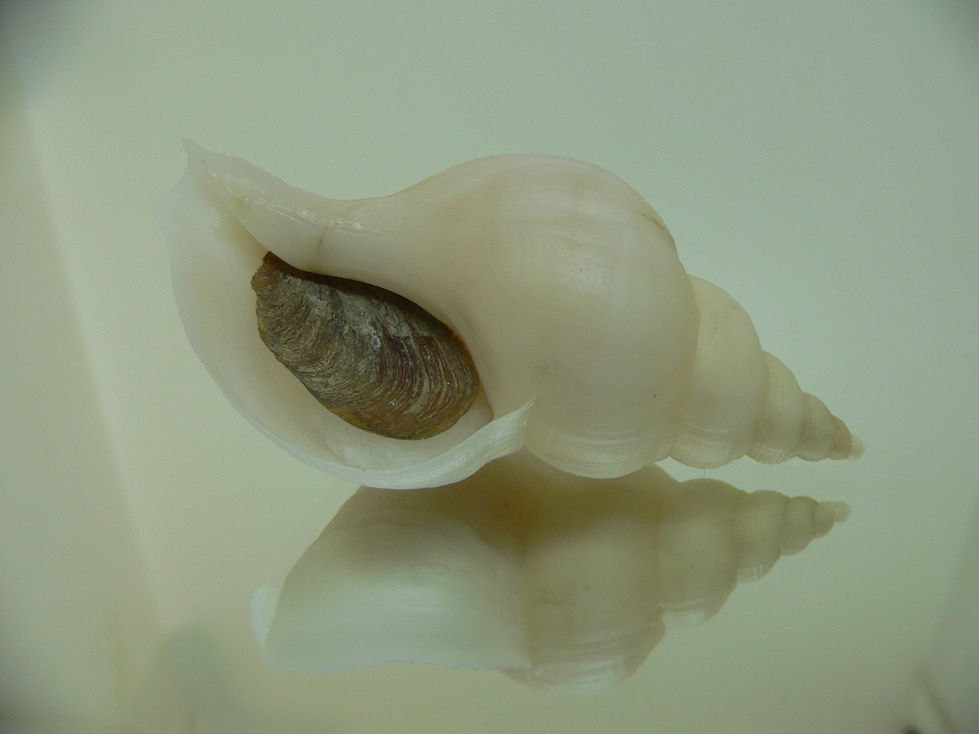 Neptunea cf. ennae