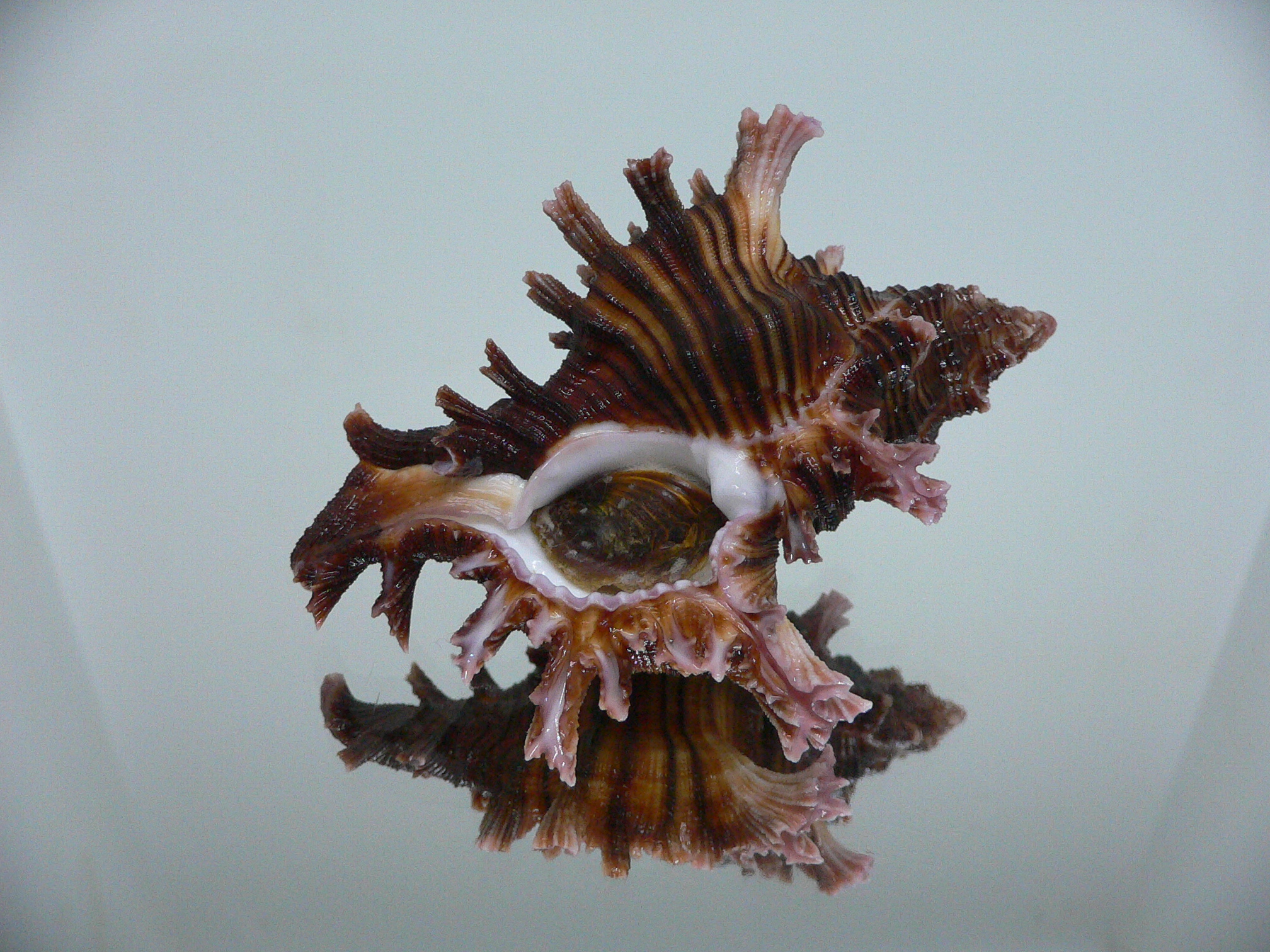 Chicoreus maurus SUPER