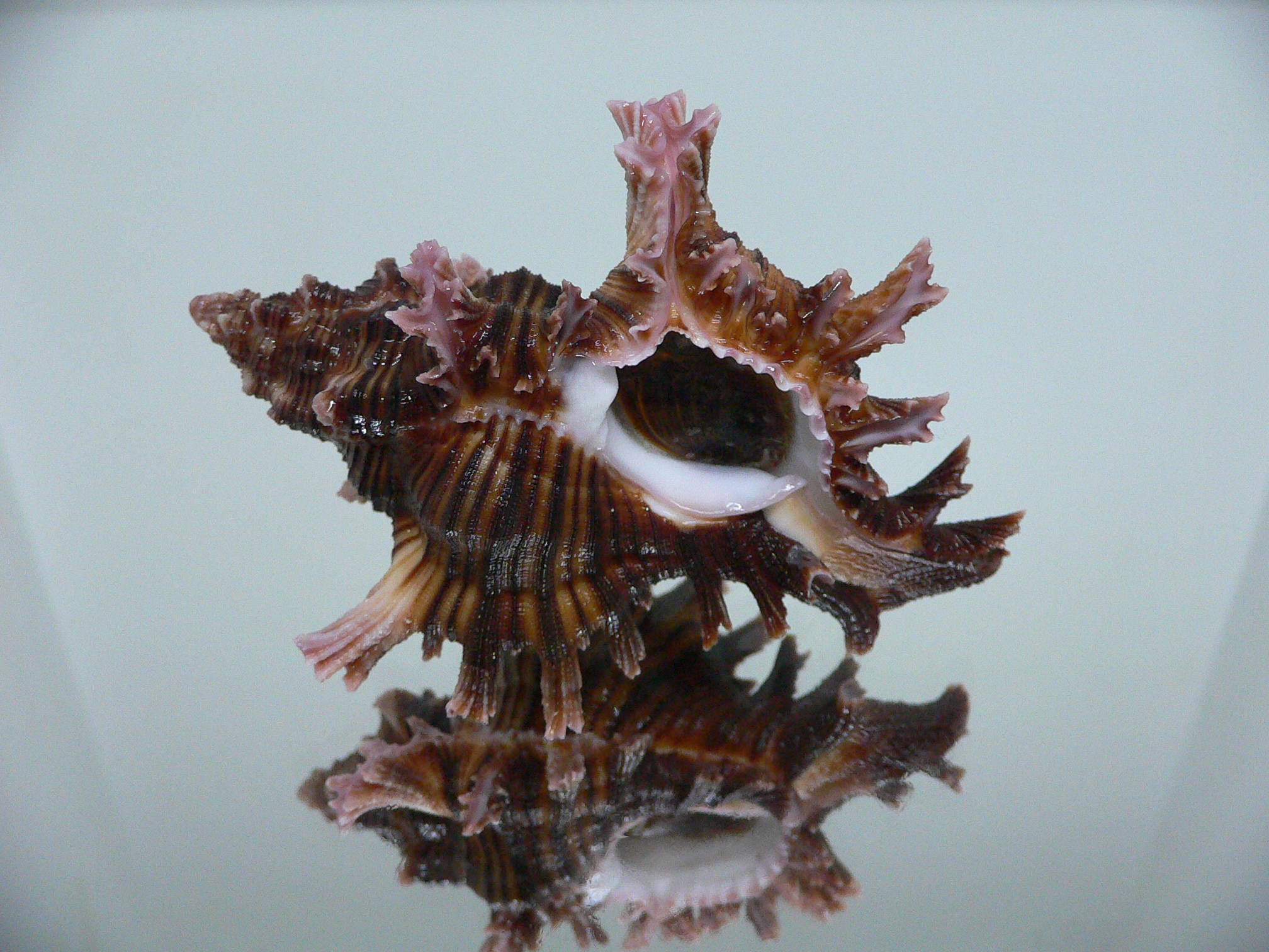 Chicoreus maurus SUPER