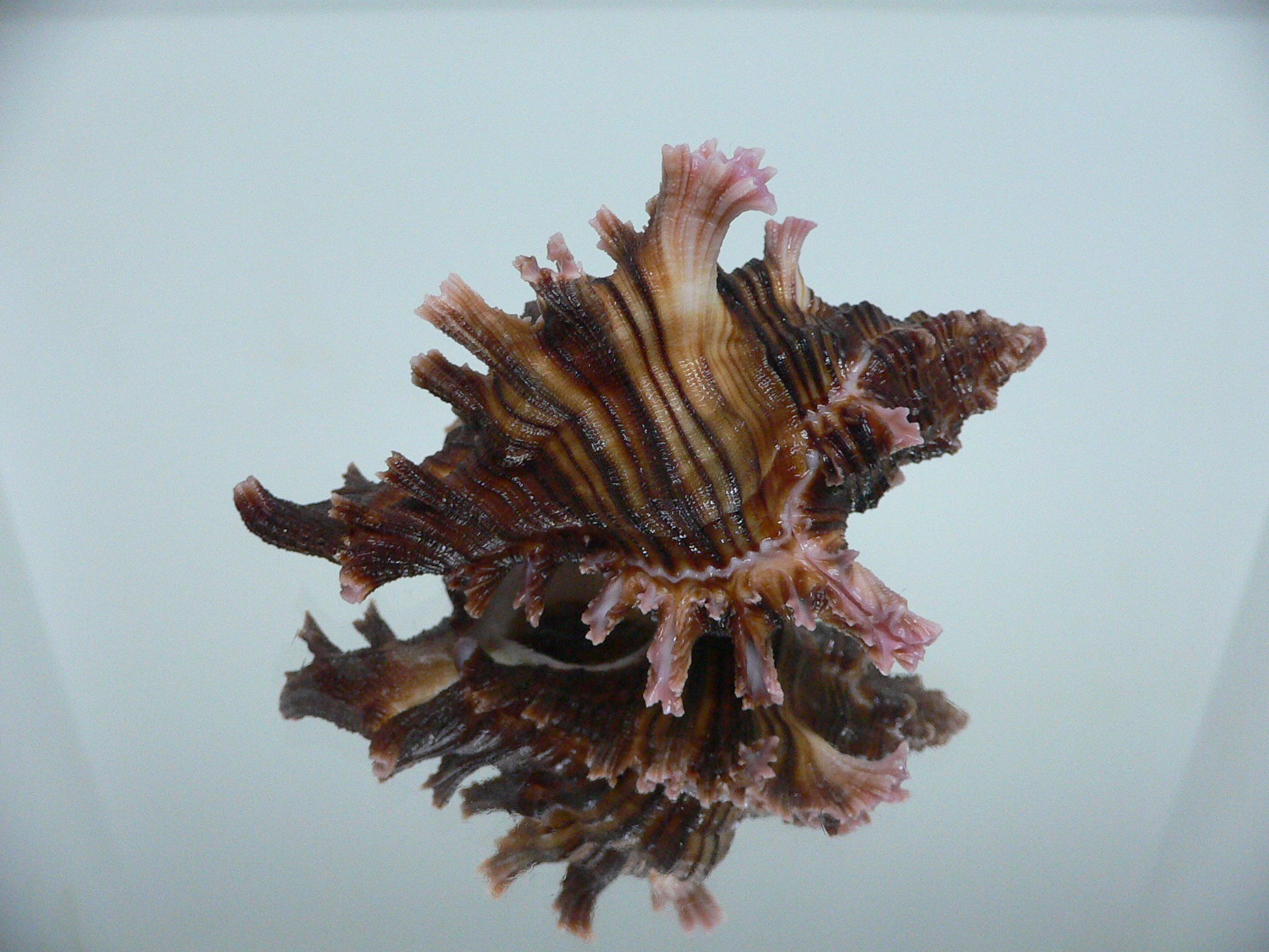 Chicoreus maurus SUPER