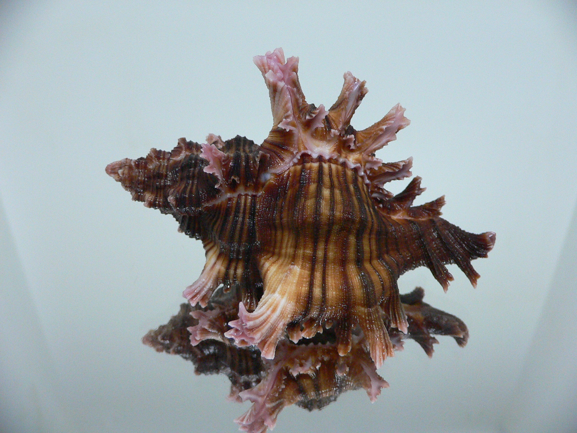 Chicoreus maurus SUPER