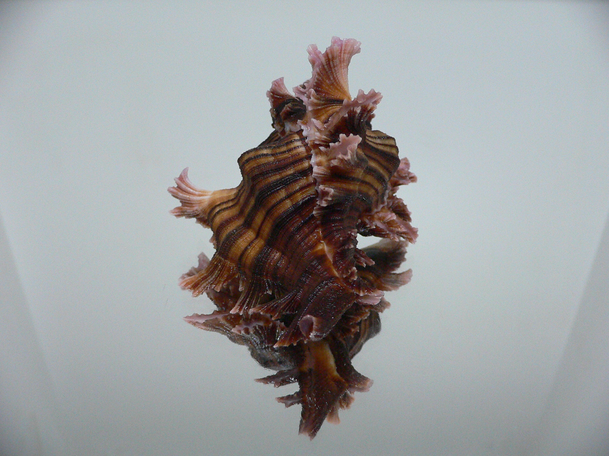 Chicoreus maurus SUPER