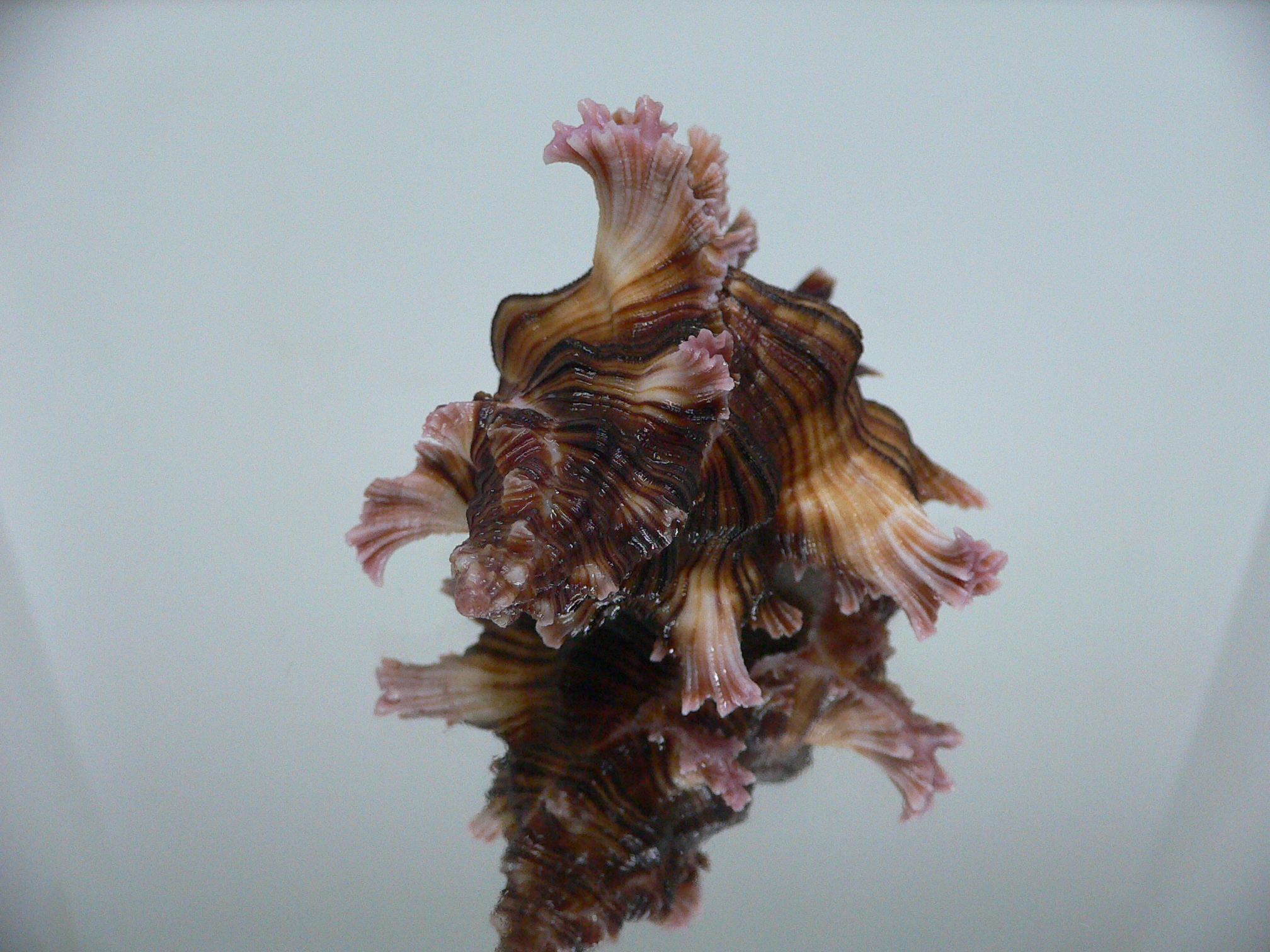 Chicoreus maurus SUPER