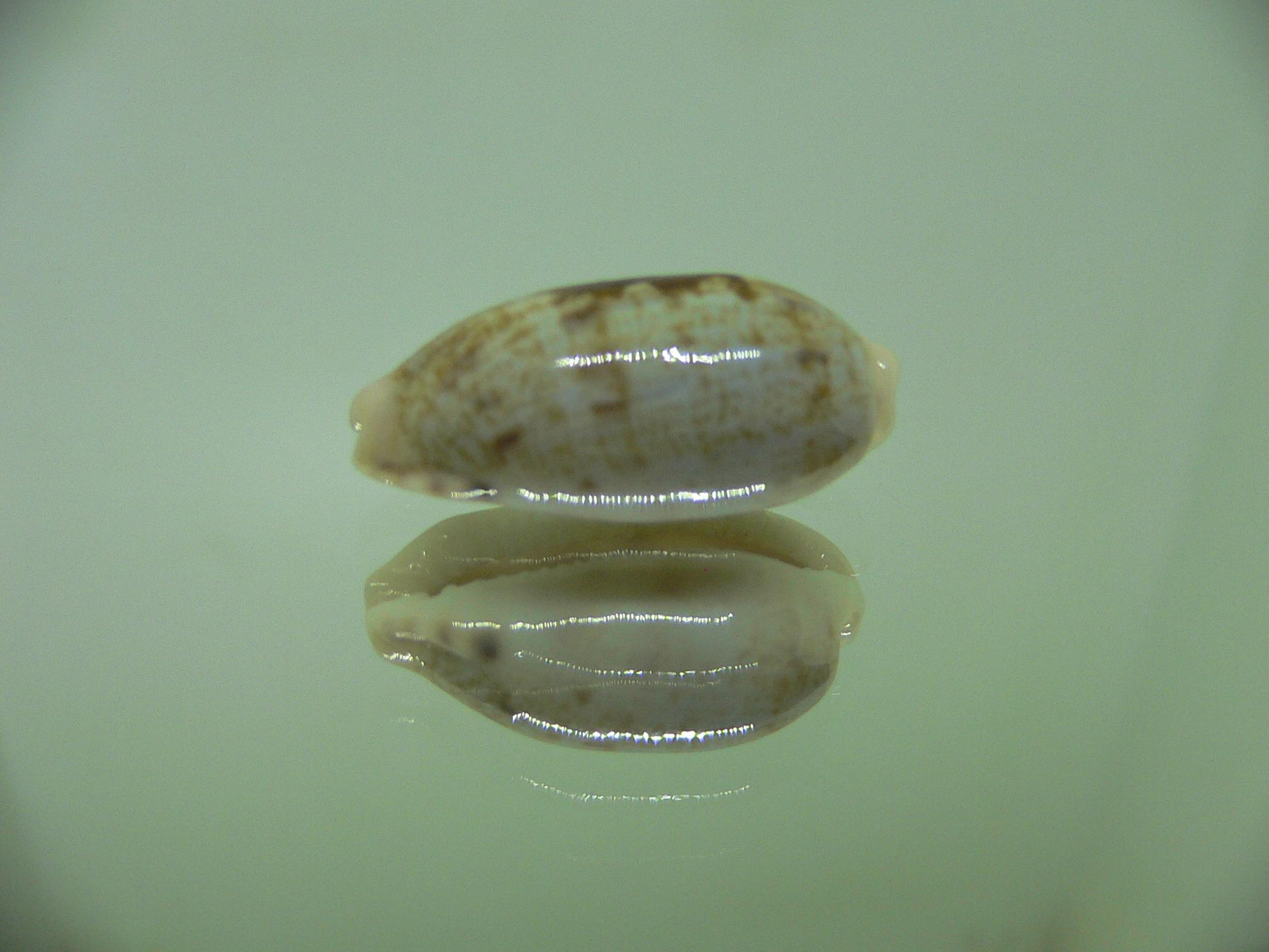 Talostolida teres alveolus (var.)