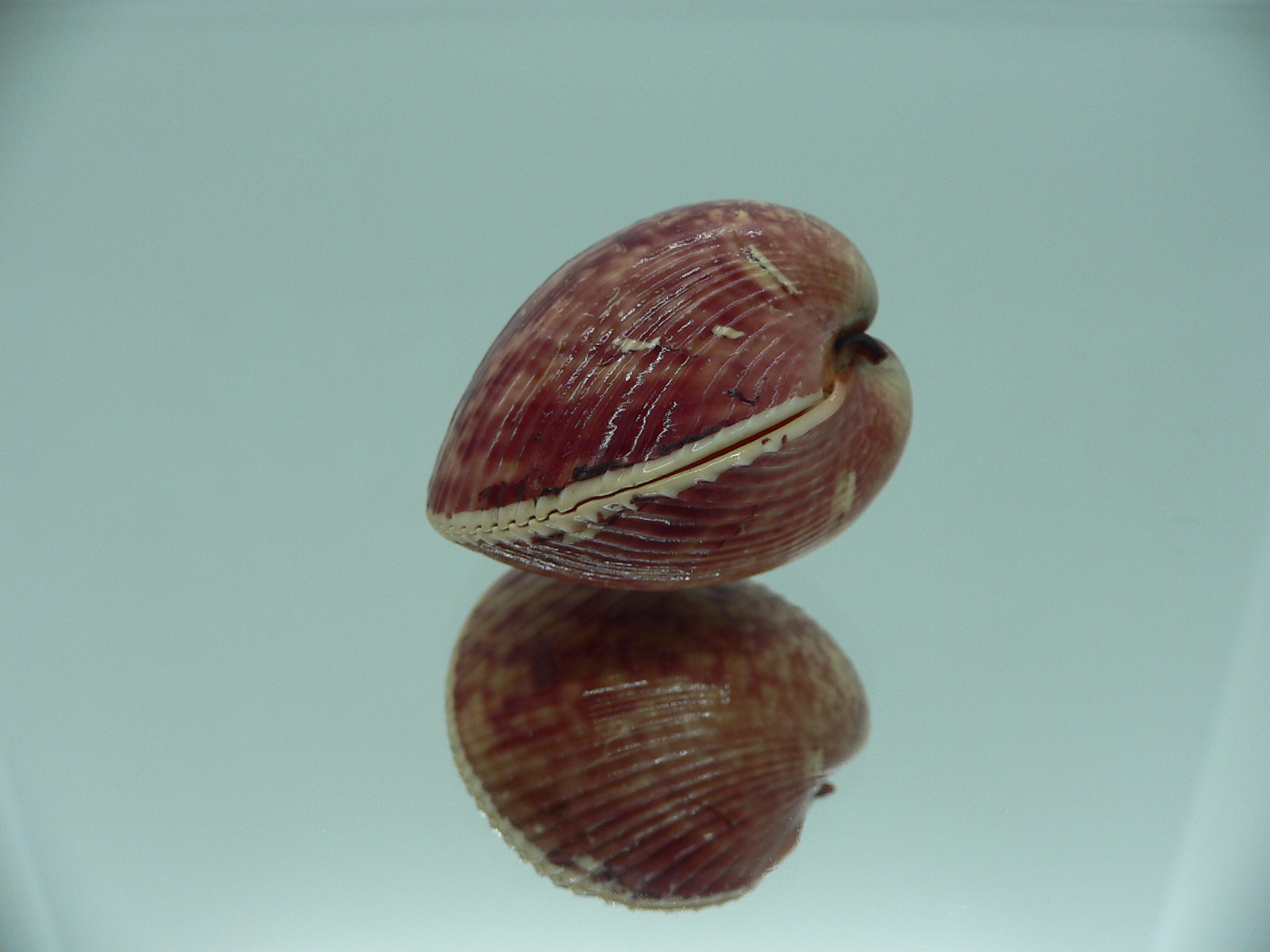 Lyrocardium lyratum SUPER COLORS