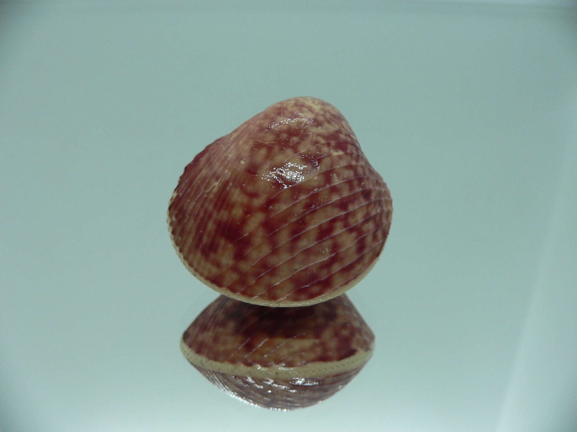 Lyrocardium lyratum SUPER COLORS