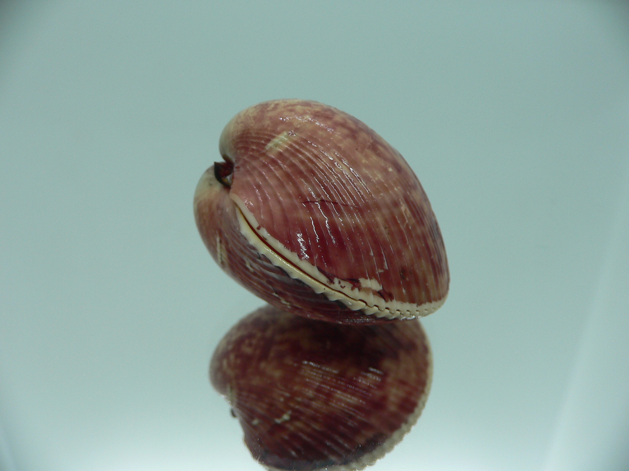 Lyrocardium lyratum SUPER COLORS