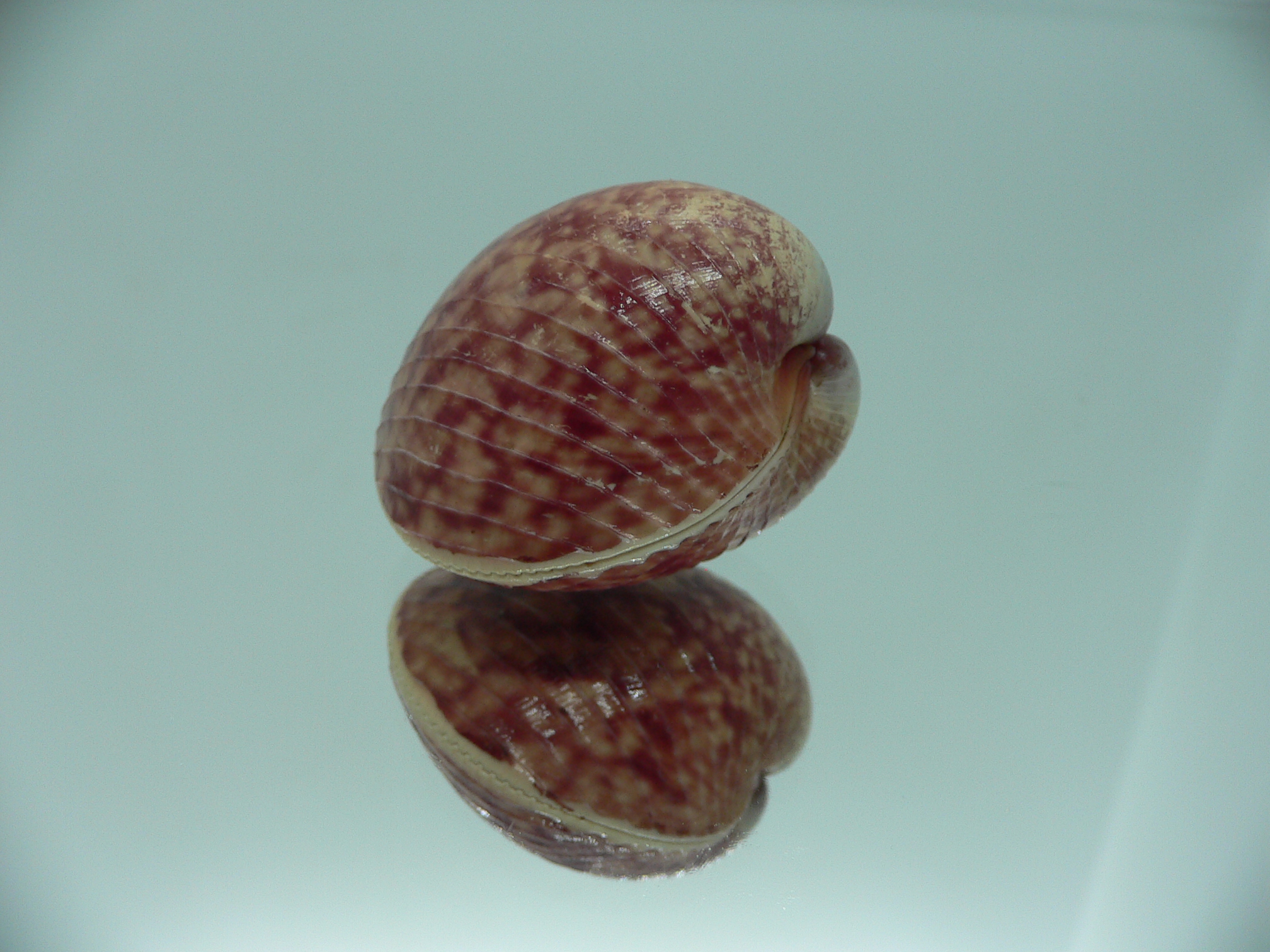 Lyrocardium lyratum SUPER COLORS