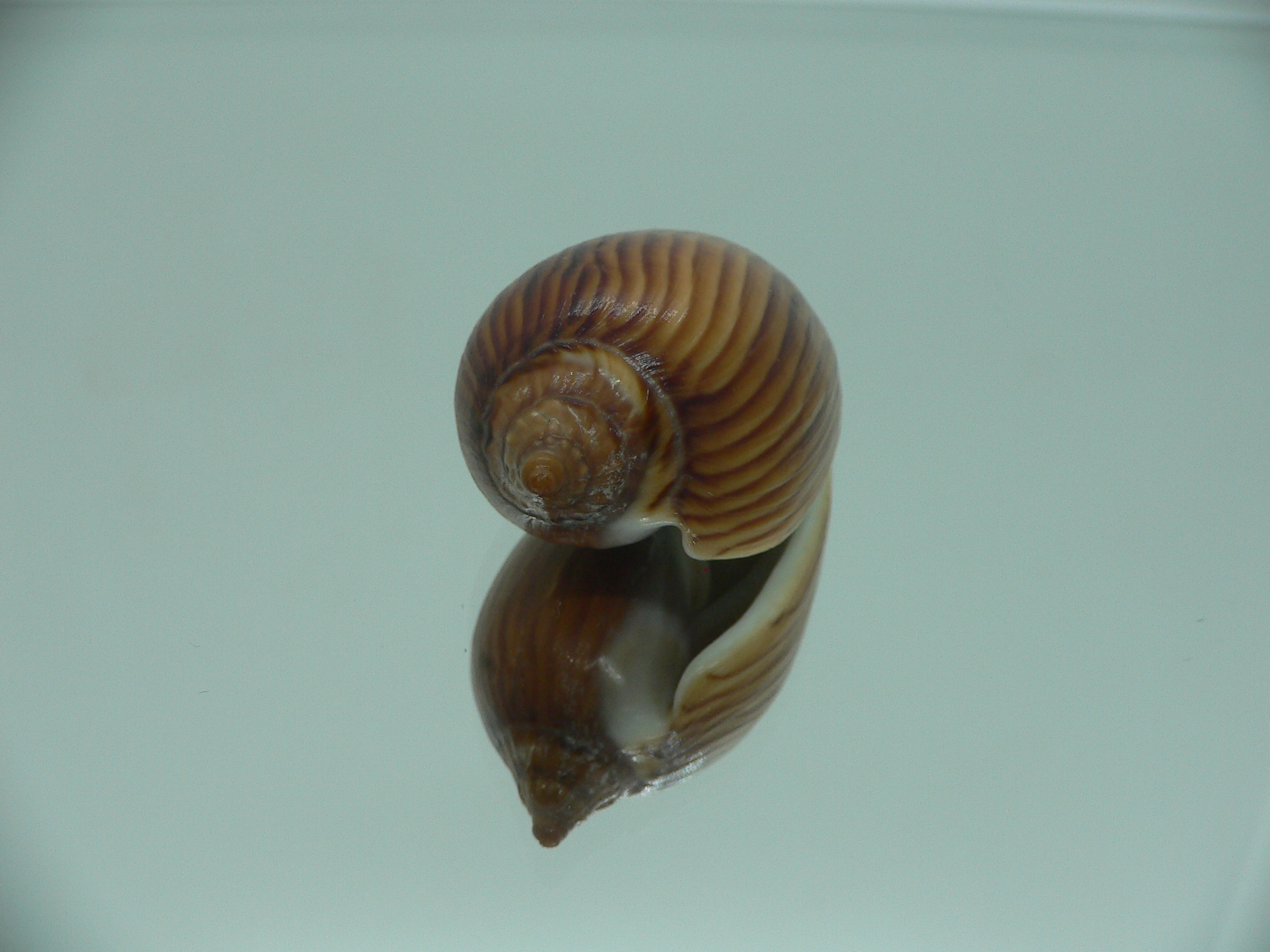 Amoria zebra lineatina (var.) BIG NIGER