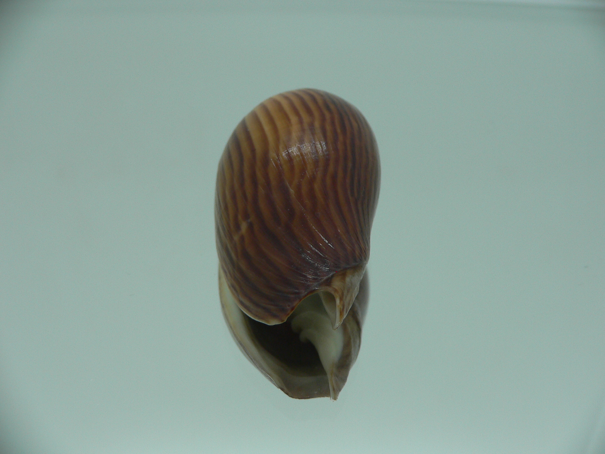 Amoria zebra lineatina (var.) BIG NIGER