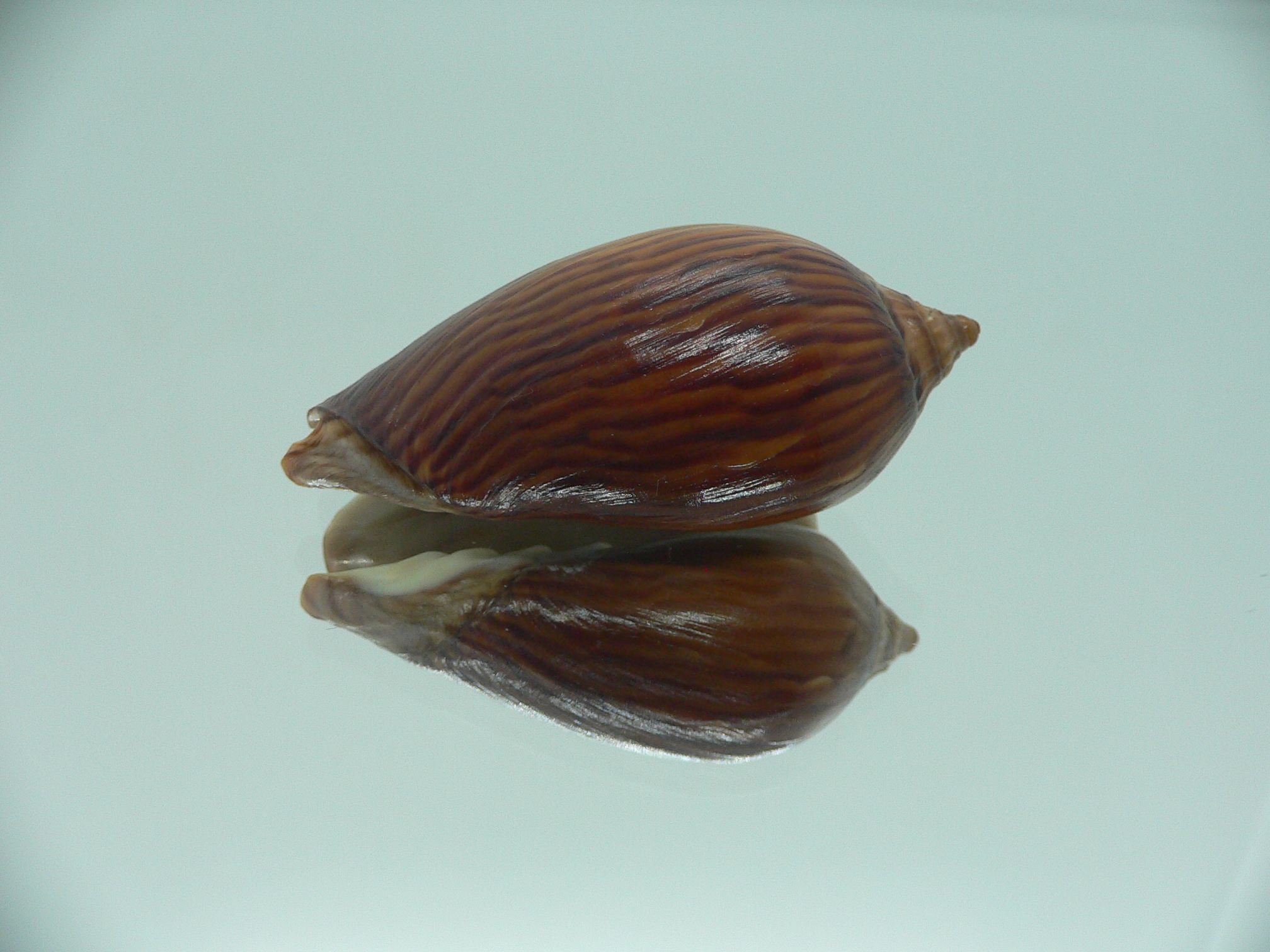 Amoria zebra lineatina (var.) BIG NIGER