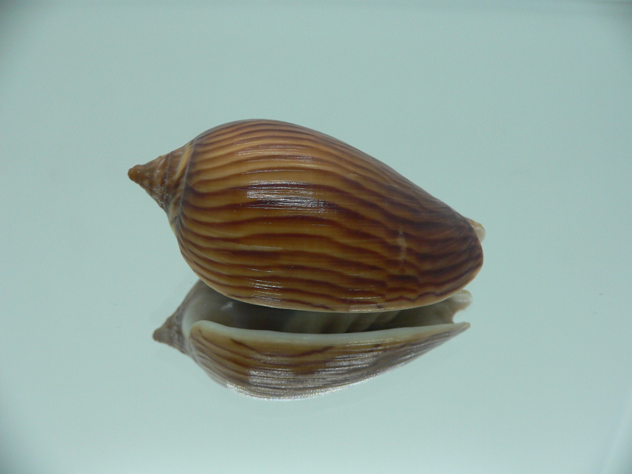 Amoria zebra lineatina (var.) BIG NIGER