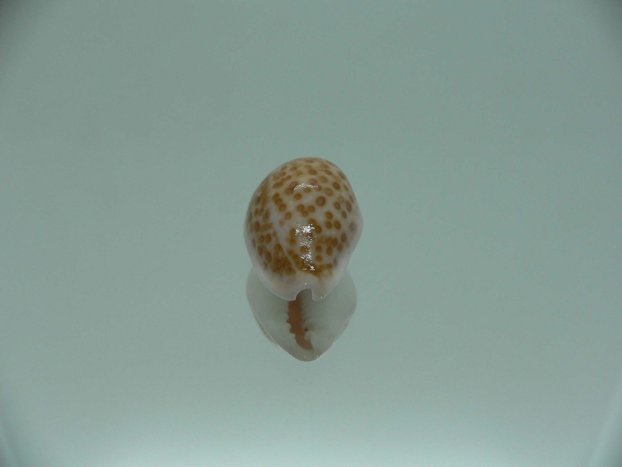 Cypraea albuginosa RARE but Fresh dead 3