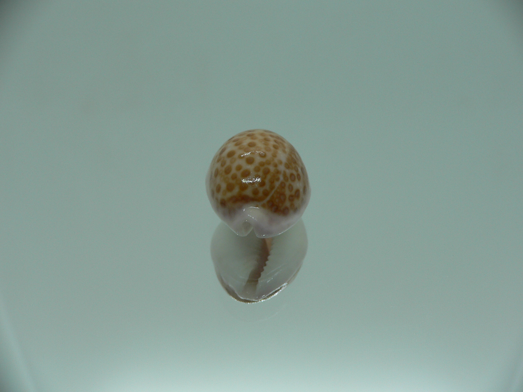 Cypraea albuginosa RARE but Fresh dead 3