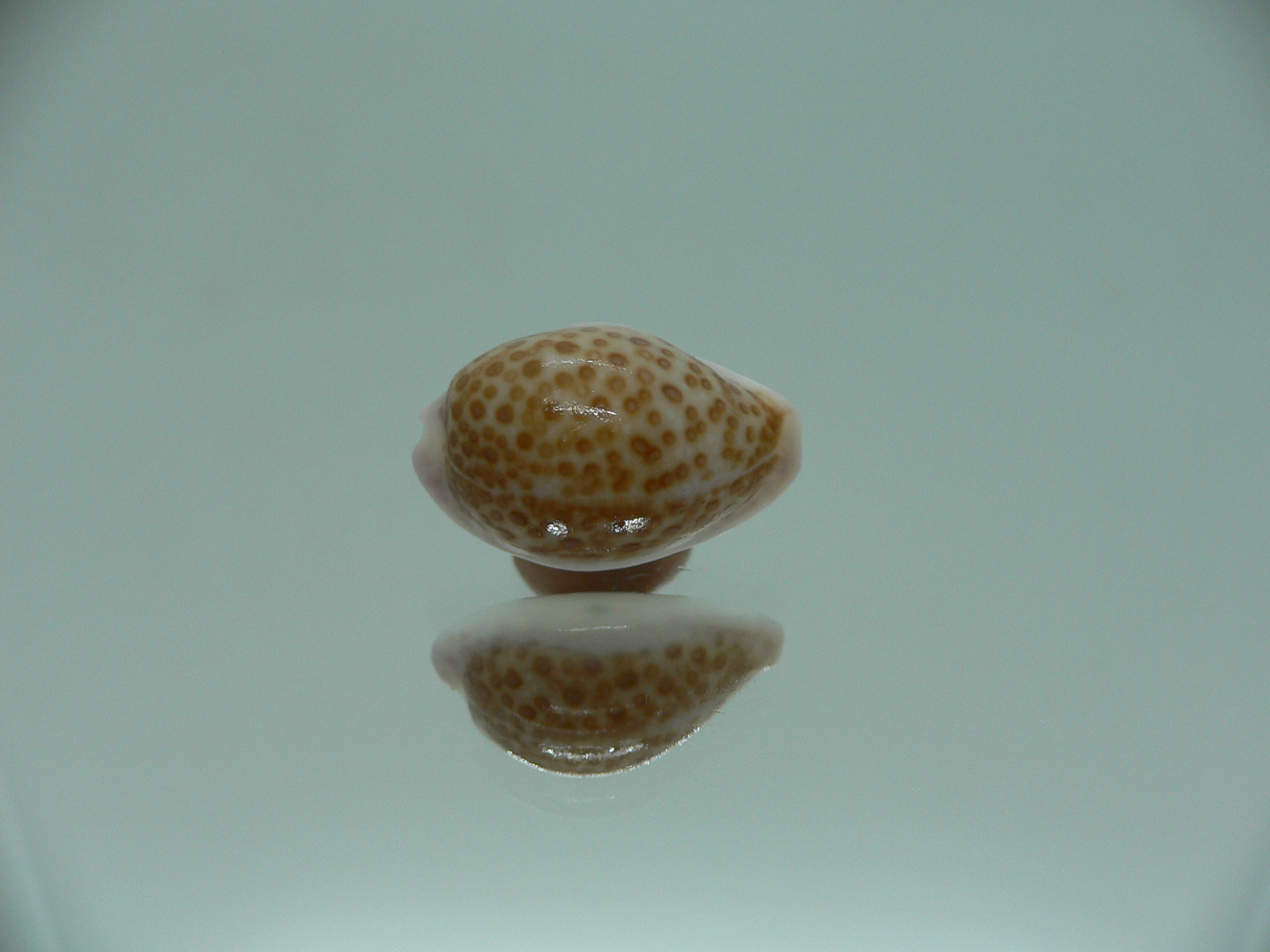 Cypraea albuginosa RARE but Fresh dead 3