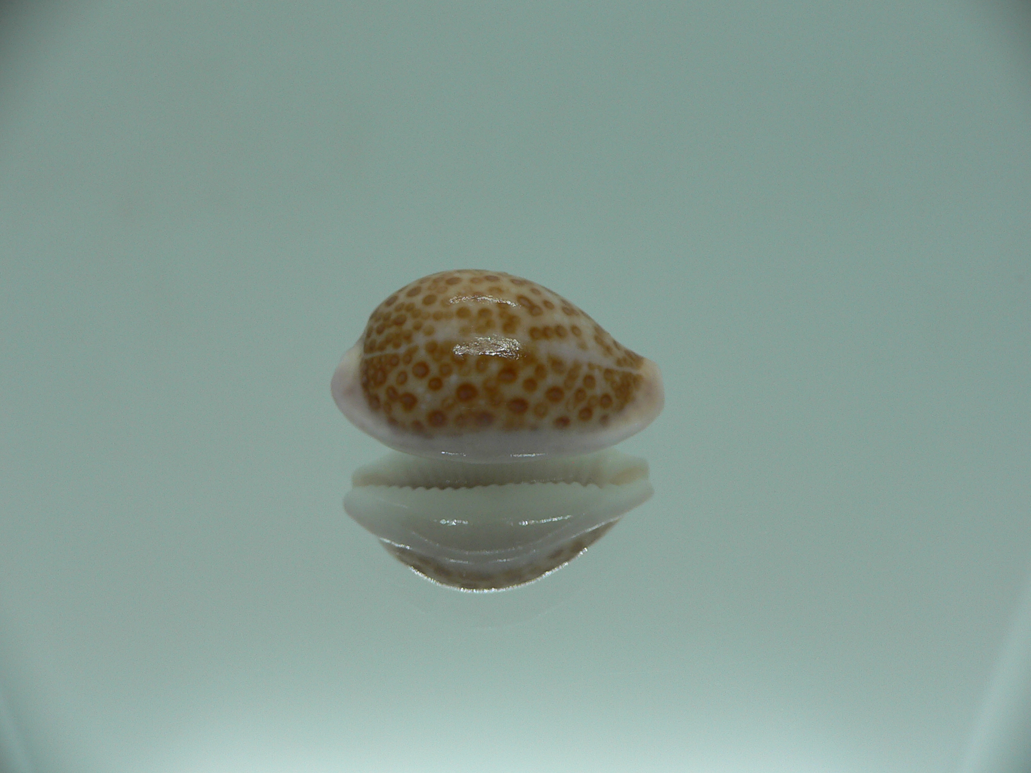 Cypraea albuginosa RARE but Fresh dead 3
