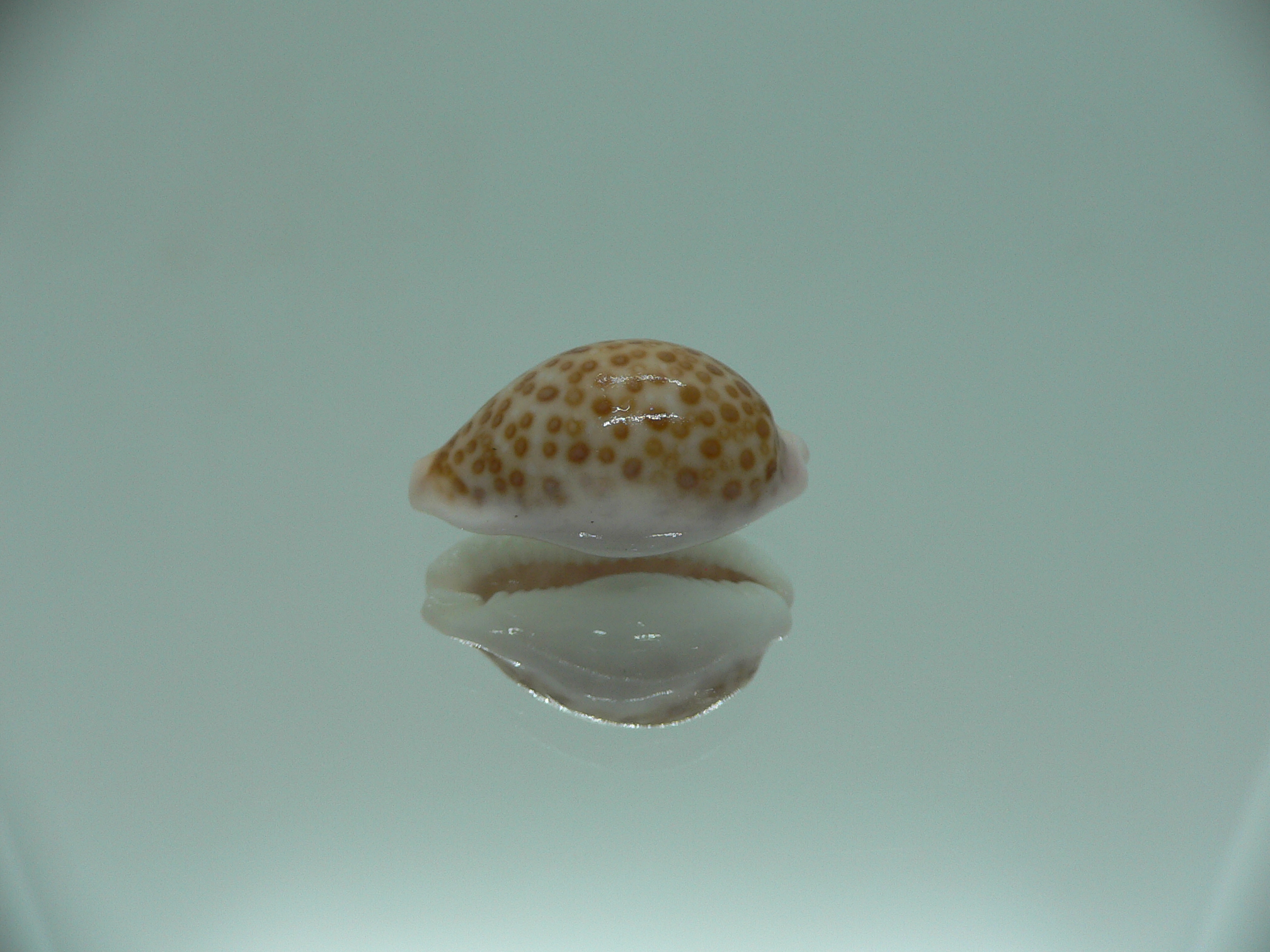 Cypraea albuginosa RARE but Fresh dead 3