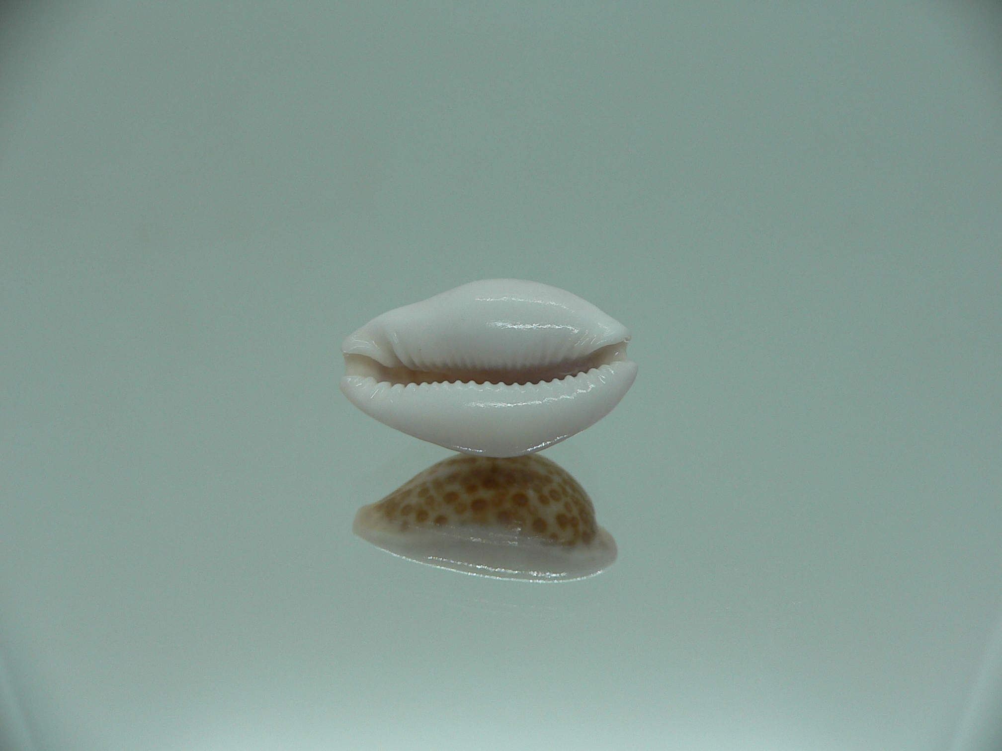 Cypraea albuginosa RARE but Fresh dead 3