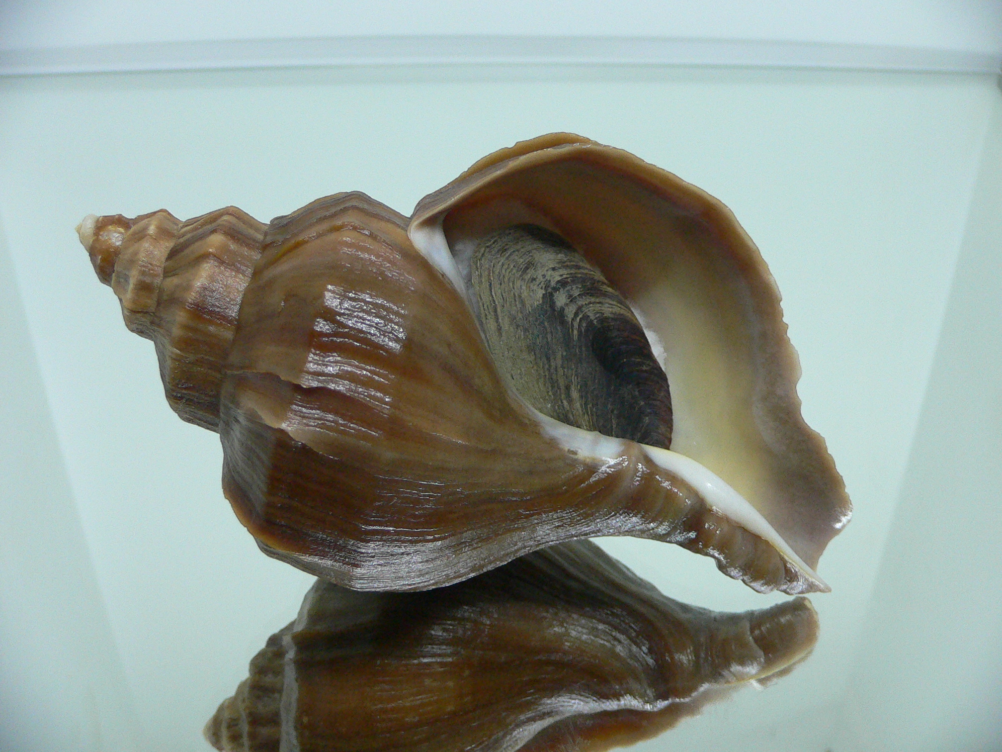 Neptunea polycostata polycostata
