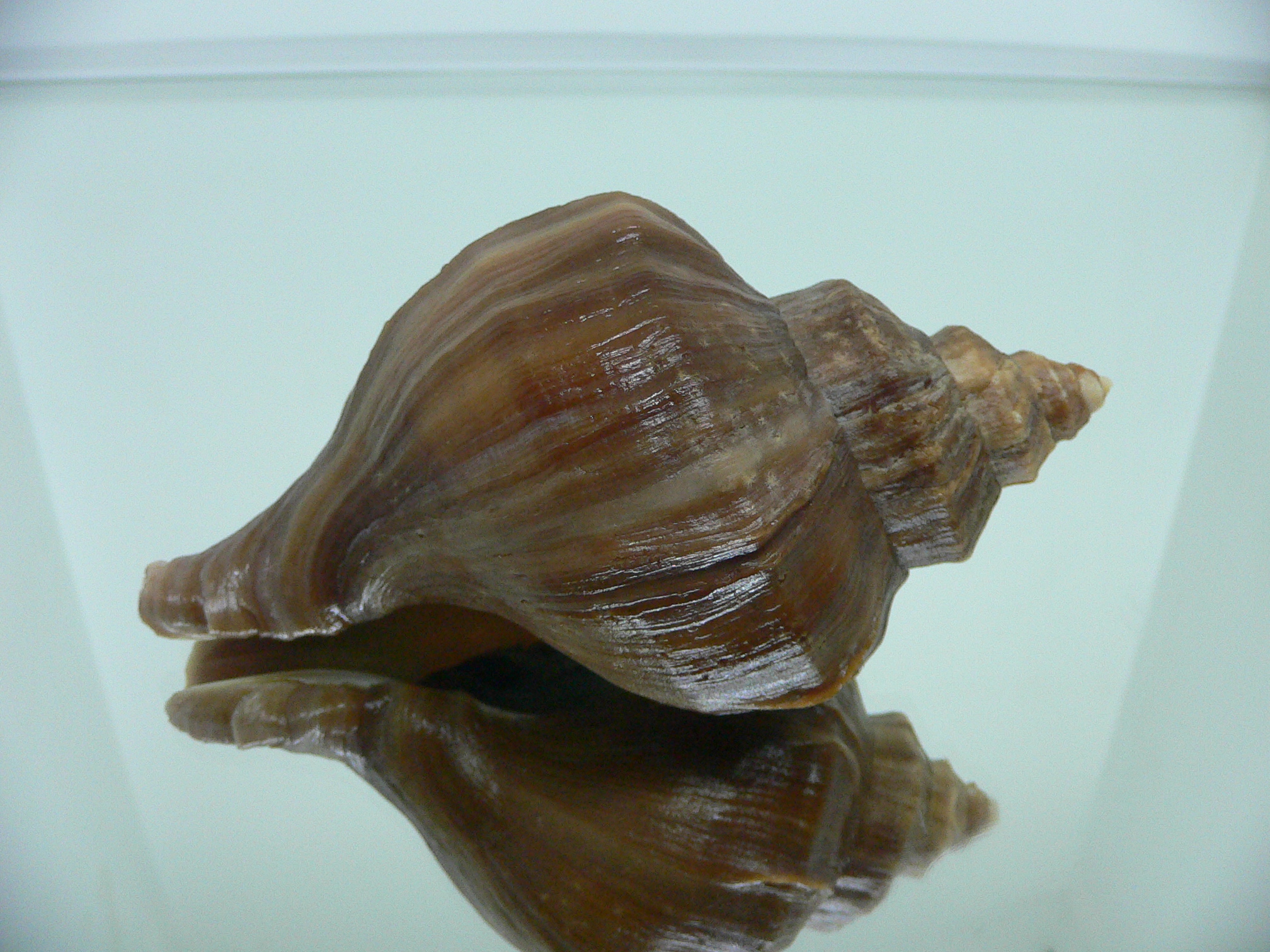 Neptunea polycostata polycostata