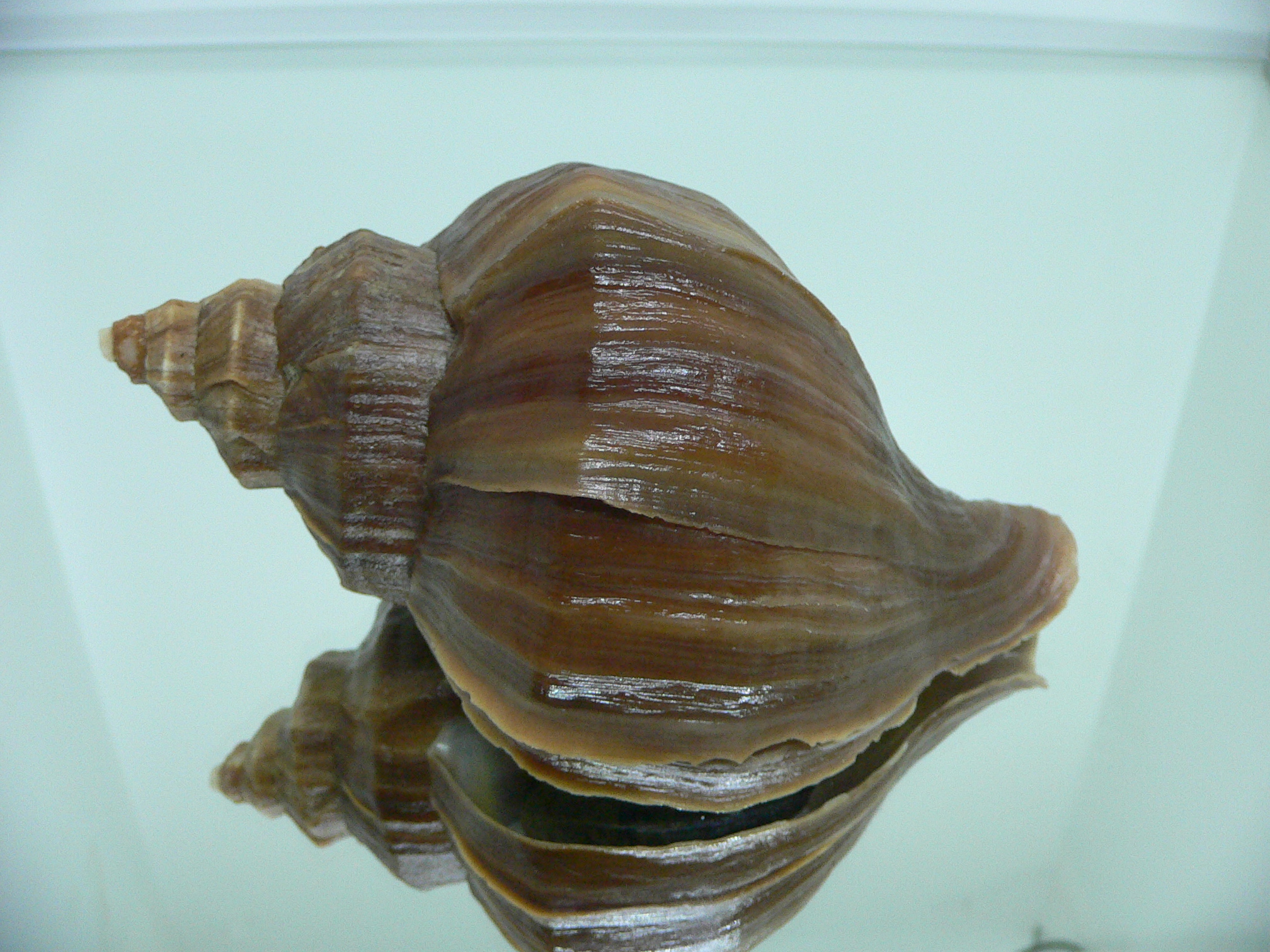 Neptunea polycostata polycostata