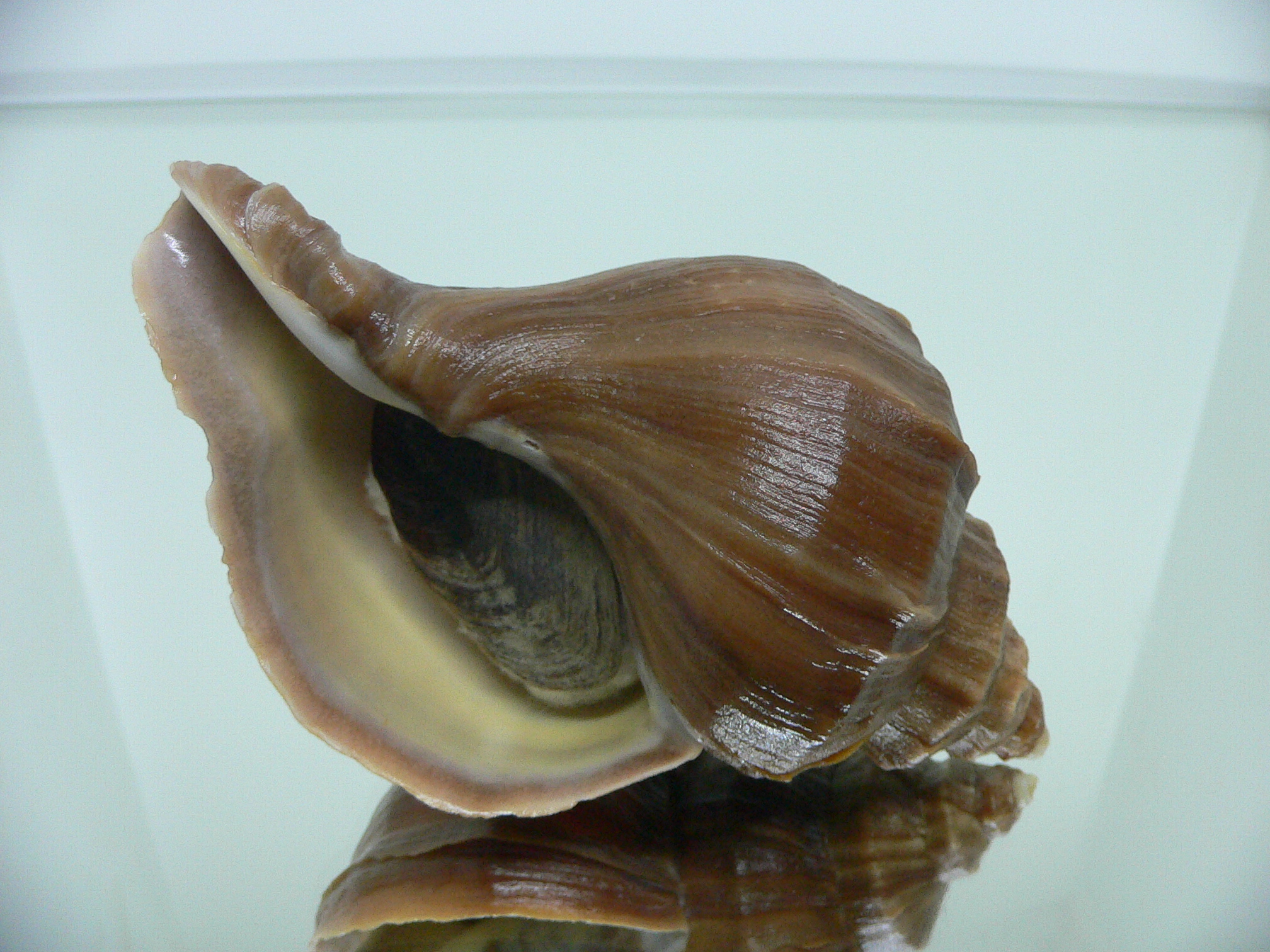 Neptunea polycostata polycostata