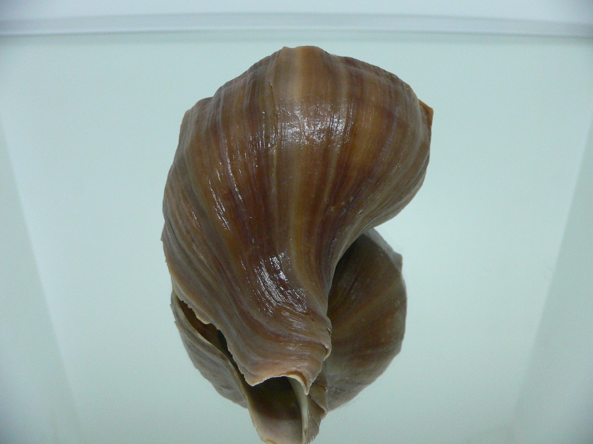 Neptunea polycostata polycostata