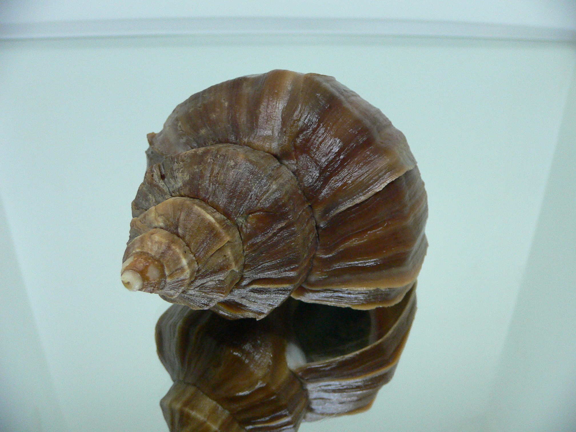 Neptunea polycostata polycostata