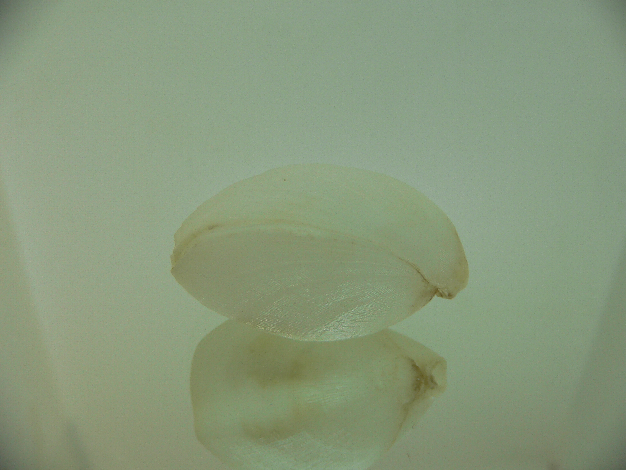 Campages cf. furcifera