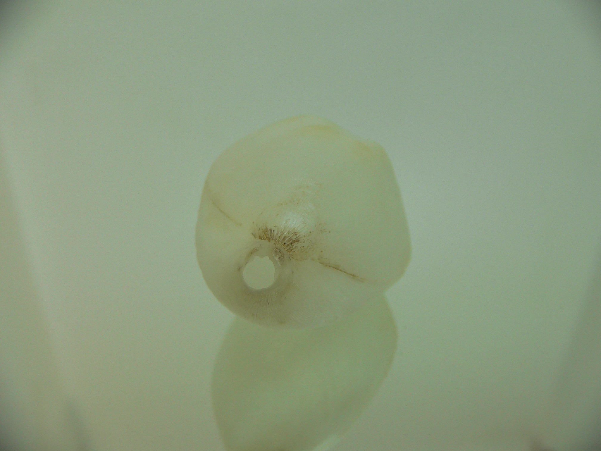 Campages cf. furcifera